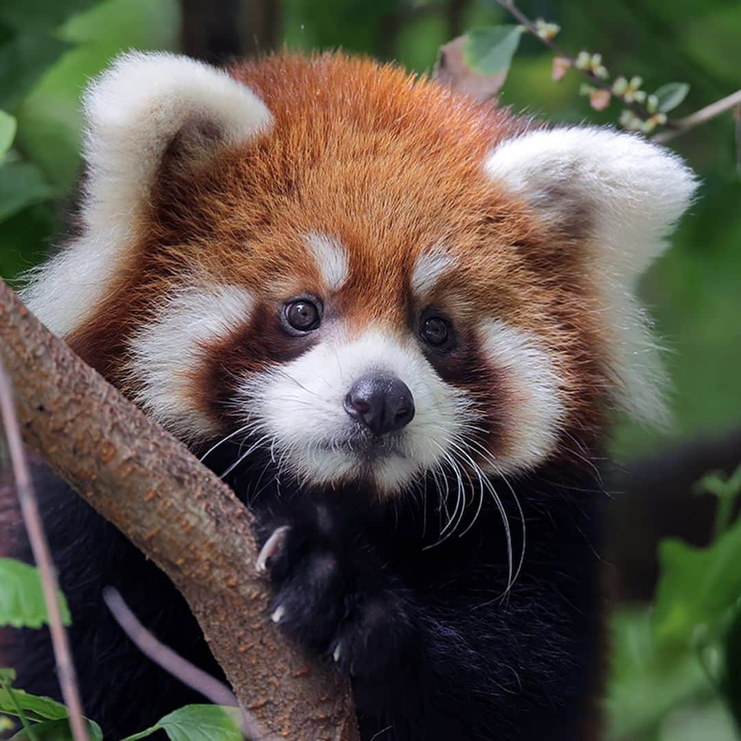 San Diego Zooのインスタグラム