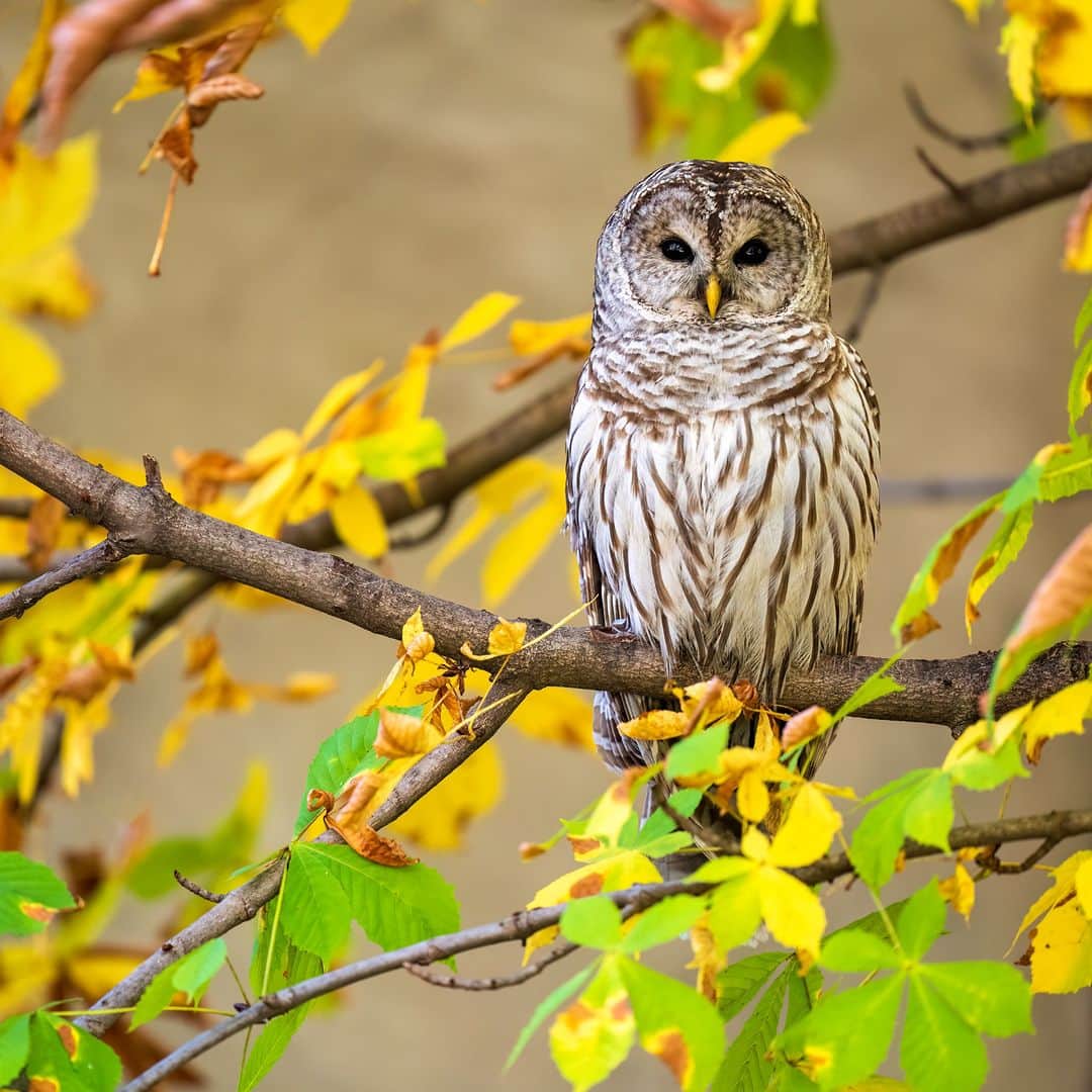 アニマルプラネットのインスタグラム：「This barred owl is ready for its fall photoshoot 🍂🌰🍂🍁  📷: Carlos Carreno  #Fall #Leaves #Foliage #Cozy #Owl #FallMood」
