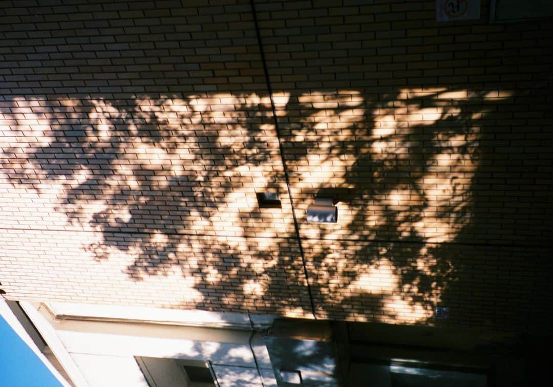 麻絵さんのインスタグラム写真 - (麻絵Instagram)「とある日の散歩。  #麻絵カメラ #フィルムカメラ」10月10日 12時19分 - asaesan