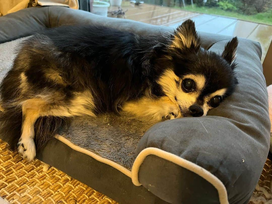 小野真弓のインスタグラム：「おはようございます☺️ ハナちゃんです🦝❤️ 今朝も雨がしとしと☔️🐌  ハナちゃんは お薬飲んでご飯を食べて、 眠るところです😪✨  おかーさんの手からあーんって、沢山食べて、 喜ばせてあげまちた😆✌️親孝行なあたち😏 咳こんこんが酷くて睡眠不足。。😪 お昼寝いっぱいすることにします(*´꒳`*)🐾  朝のお勤め終わり。😋 おやすみなちゃい💤😘  みなさまは、連休明けかしら❓ 今日も、 それぞれのペースで 良い一日を( ´ ▽ ` )🐌🪷  生きてるだけで丸儲け。 ハナちゃんでちた🐾☺️🎀  #シニア#ハナちゃん #散歩いのち#ハルくん #べったり兄妹#アオナナ #あまえんぼ#ちりん #トンネル大好き#クロちゃん #犬と猫のいる暮らし#犬猫日記 #わんささんぽ風景#みぞそば#野草#神社」