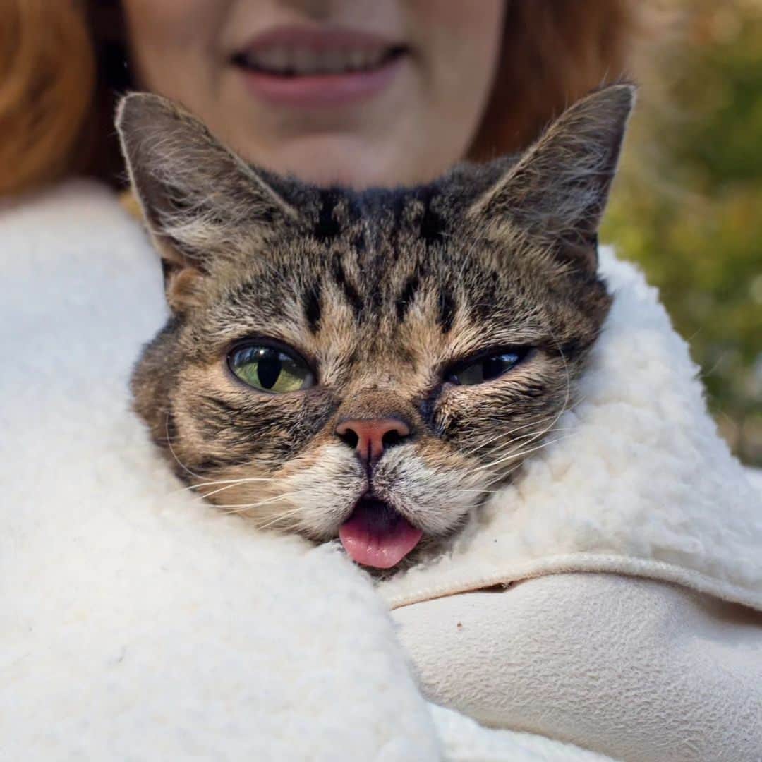 Lil BUBのインスタグラム：「hi, I'm Stacy - BUB's longtime roommate and companion, and the director of Lil BUB's Big FUND.  Lil BUB's Big FUND exists to advocate not only for those pets most often overlooked but also the folks loving and caring for them who are most often overlooked among us.   Natives in VetMed is an incredible organization that we are proud to support. They embody what we stand for at the BUB Fund. They have created a community that cultivates and supports indigenous leadership within the field of veterinary medicine, a field where indigenous voices make up less than 1%.   Their voices, their perspectives, and their teachings are needed. We look forward to sharing more of their important work. Representation matters. @nativesinvetmed  #goodjobbub #lilbub」
