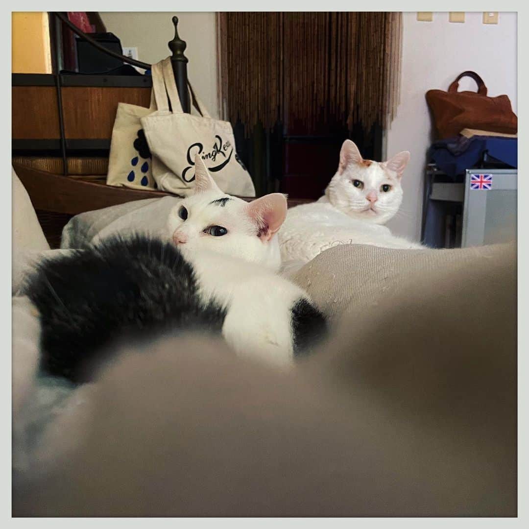 kumikoのインスタグラム：「猫と暮らす醍醐味は、気持ちよくグタグタな朝が過ごせる事。」