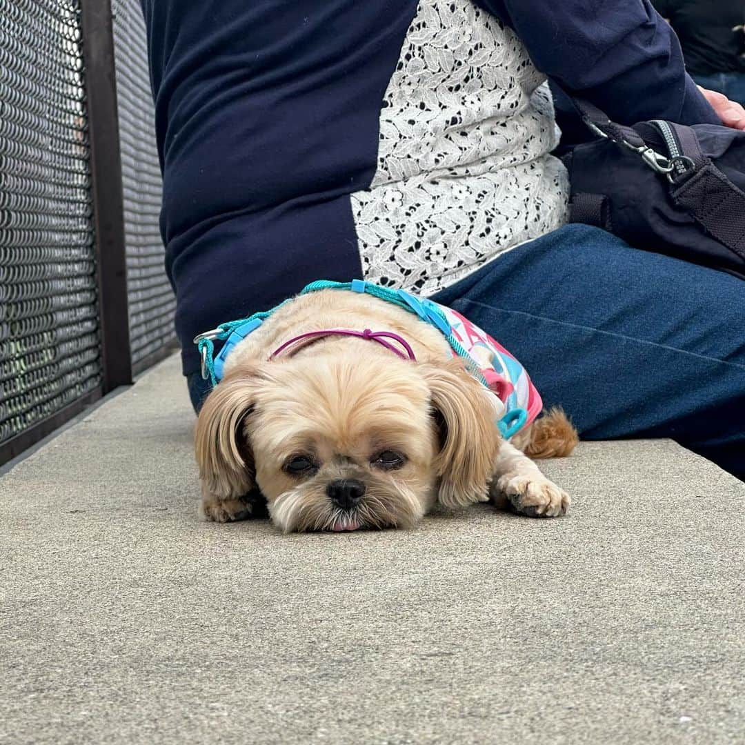 ロザッチさんのインスタグラム写真 - (ロザッチInstagram)「😶‍🌫️😶‍🌫️😶‍🌫️」10月10日 9時24分 - rozacchi