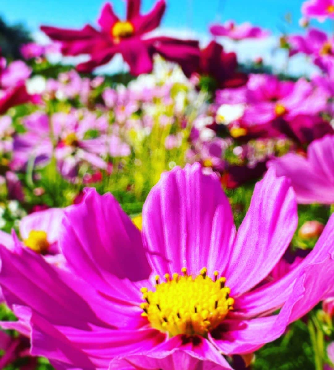 蜷川実花のインスタグラム：「秋桜のピンク🩷本当に可愛い お誕生日の月のお花なので小さい時からなんだか特別なお花なのよね。  @serakogenfarm」