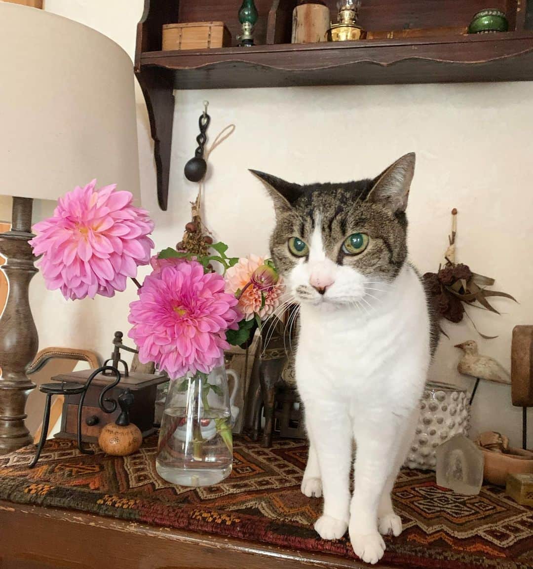 ?りっこ?さんのインスタグラム写真 - (?りっこ?Instagram)「＊ ＊ 🐈‍⬛ Usako 🐈‍⬛  家で咲いている #ダリア　 鮮やかで 綺麗です✨  お花があると 上がりますよねぇ🥰🎵  皆さま♡ 善き 1日を〜🌿   ₍˄·͈༝·͈˄₎◞ ̑̑ෆ⃛ ＊ ＊ #dahlia #flower #花 #お花のある暮らし #cats_of_instagram  #TheDailyKitten  #cats_of_world #balousfriends  #catloversclub  #cat_features #catstocker #themeowlife  #sweetcatstime  #thedailykitten #cats_of_instworld #IGersJP #happypetclub #bestmeow #保護猫 #catsfollowers  #pleasantcats  #catsofday #happycatclub #sweetcatclub #catsnet #インテリア雑貨  #antique  #vintage #好きなものに囲まれた暮らし ＊ ＊ 🌿🌿🌿🌿🌿🌿🌿🌿🌿🌿🌿🌿」10月10日 9時50分 - usako_honma