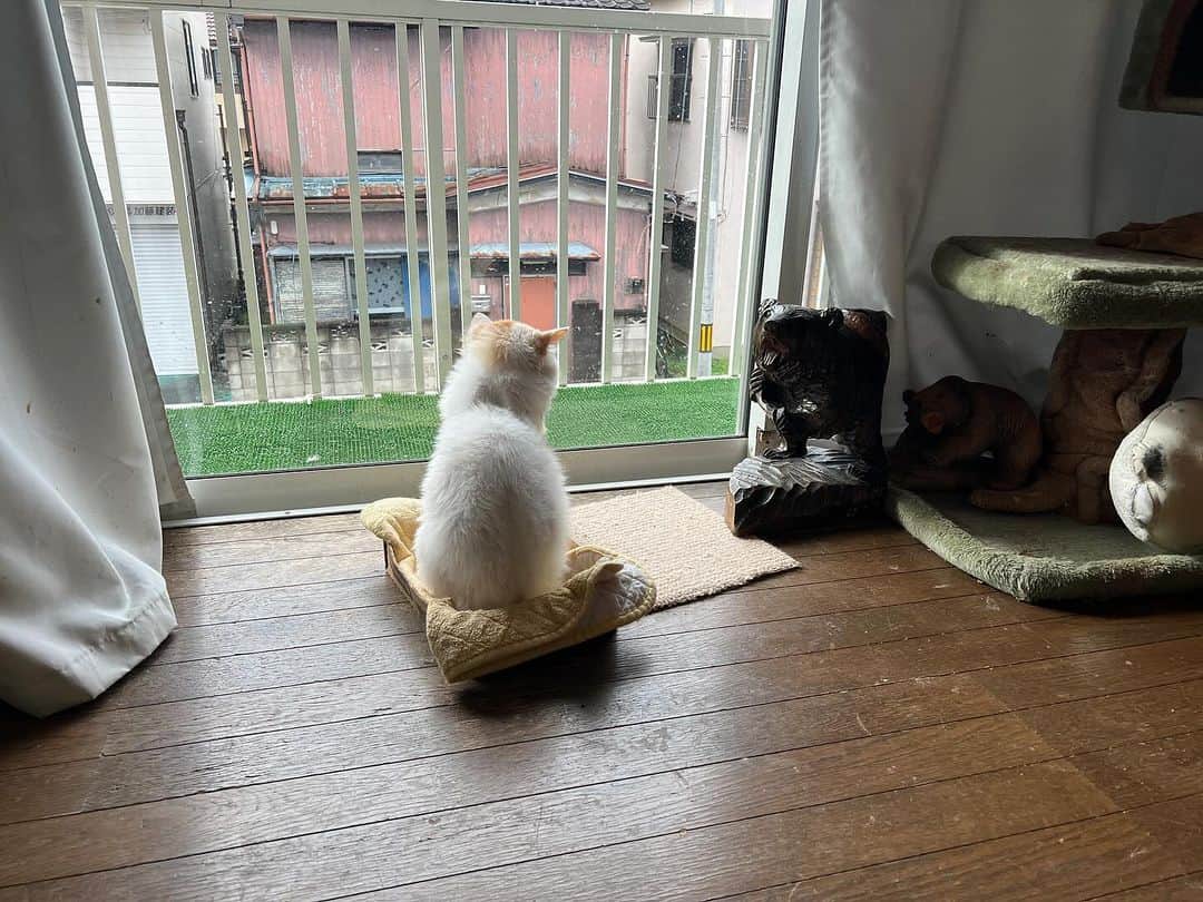 Kachimo Yoshimatsuのインスタグラム：「ねえ、熊ちゃん、お日様来ないね。 きてくんないかな？  あ！  お日様来た。  おいちゃんも来た。  #うちの猫ら #猫 #ねこ #ニャンスタグラム #oinari #okaki #にゃんすたぐらむ #ねこのきもち #cat #ネコ #catstagram #ネコ部 http://kachimo.exblog.jp」
