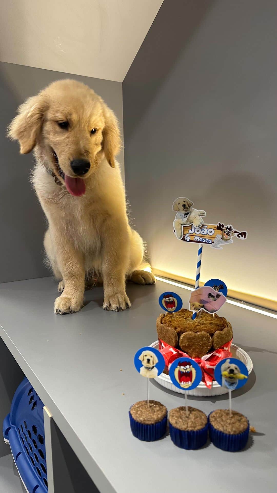 Bobのインスタグラム：「E hoje é dia de mesversário! Feliz 4 meses João!!!! 🎈 @meudocefavorito 🎂😋」