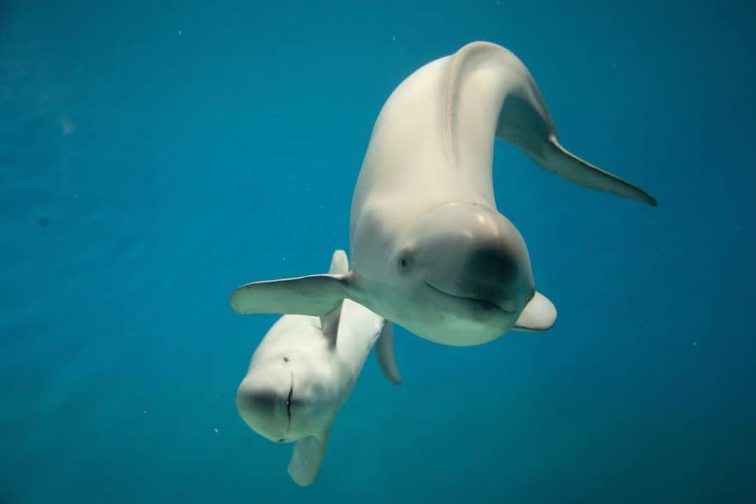 日本の国立公園のインスタグラム：「Cruise with purpose to see the finless porpoises in the Seto Inland Sea 🚤📸   The finless porpoise is an animal crucial to the Seto Inland Sea’s ecosystem, included in Setonaikai National Park. These charming small mammals are called “degondo” by the locals, and they can be seen from cruises and ferries throughout the park. There are finless porpoises watching cruises around Suo-Oshima Island in Yamaguchi or Mikawa Bay in Aichi. If you are lucky, you can also spot them from a regular ferry near other parts of the Seto Inland Sea. 🐠🐋  Finless porpoises extend from the Persian Gulf in the west to Sendai Bay and Toyama Bay in the east, but their primary habitat in Japan is from the Seto Inland Sea to the Kii Channel. Their average length is 160–170 cm in coastal Japan. As their English name suggests, they do not have a dorsal fin. Instead, a ridge of 2–3 cm in height extends down from the bottom of their head to the tail. 🗾😀  Finless porpoises glide over the waters of the Seto Inland Sea almost year-round. Their density starts to increase in December and reaches a peak in April in preparation for the breeding season. Taking a cruise during this winter window will surely increase your chance to see these wonders of the Seto Inland Sea. 🗓⛴   Leave a 🤩 in the comments if want to see a porpoise!  📍 Seto Inland Sea, Hiroshima  📸 A finless porpoise cruising through the water（Photo By：©︎Shimonoseki Marine Science Museum “KAIKYOKAN”） 📸 A finless porpoises in the Seto Inland Sea  #NationalParksJP #SetonaikaiNationalPark #SetoInlandSea #FinlessPorpoise #Porpoises #Ushimado  #JapanNature #Miyajima #JapaneseCulture #JapanTravel #Japan #Travel #Tourism #ExploreJapan #DiscoverJapan #VisitJapan #日本 #国立公園」