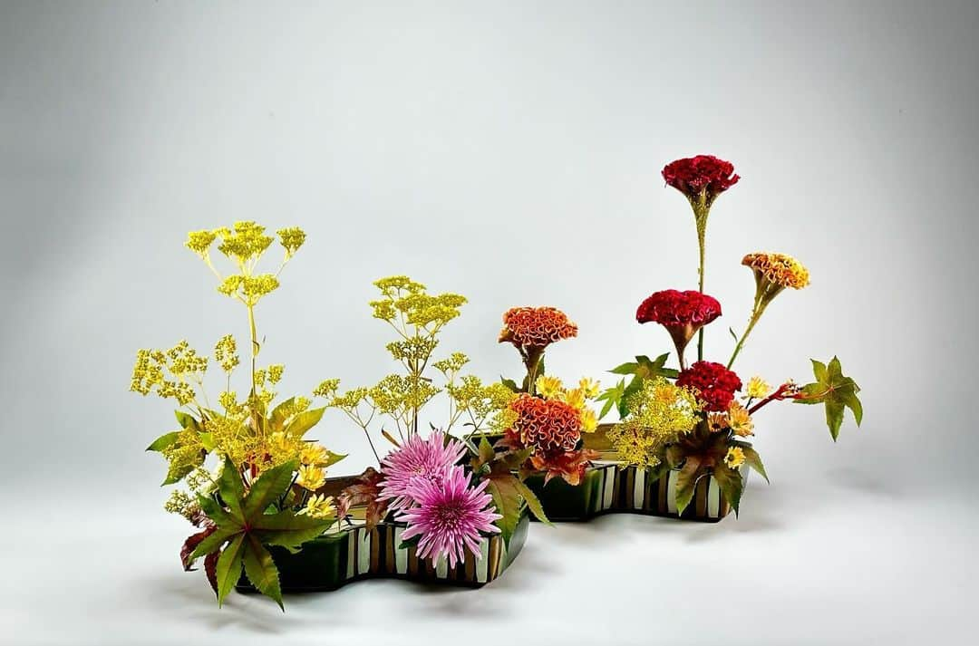 小原宏貴のインスタグラム：「〜〜〜  #鶏頭　#菊　  #cockscomb #Chrysanthemum   色鮮やかな秋。  Autumnal beauty in a variety of colors.  〜〜〜  #小原流 #いけばな小原流　 #ohararyu  #oharaschoolofikebana #いけばな #插花 #花藝 #ikebana #華道 #小原宏貴 #hirokiohara #花のある暮らし #花好きの人と繋がりたい #flowerstagram #flowersofinstagram #flowerartist #flower #flowers #flowerlovers #flowerphotography #instaflower  #秋色　 #autumnflowers #錦秋　 #秋の花」