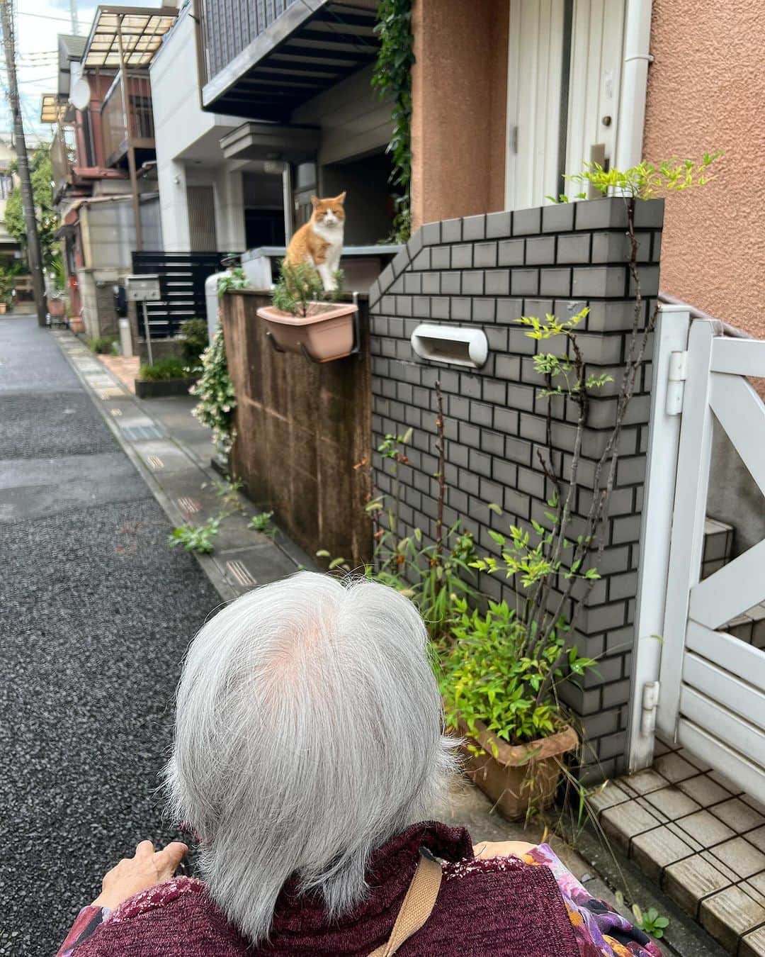 Kachimo Yoshimatsuさんのインスタグラム写真 - (Kachimo YoshimatsuInstagram)「あ！おはようバーバちゃんと言ってます。 ちゃめしは、ここの所、冬仕様の準備なのか 脂肪を蓄え始め、腰回りがたくましくなってきております。  #うちの猫ら #猫 #ねこ #ニャンスタグラム #chameshi #にゃんすたぐらむ #ねこのきもち #cat #ネコ #catstagram #ネコ部 http://kachimo.exblog.jp」10月10日 10時02分 - kachimo