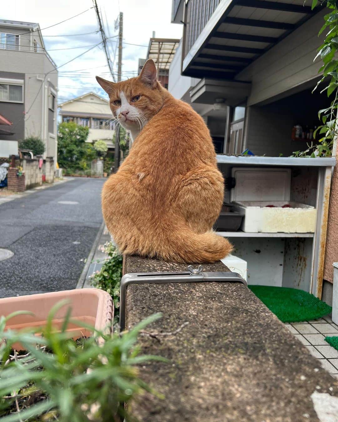 Kachimo Yoshimatsuさんのインスタグラム写真 - (Kachimo YoshimatsuInstagram)「あ！おはようバーバちゃんと言ってます。 ちゃめしは、ここの所、冬仕様の準備なのか 脂肪を蓄え始め、腰回りがたくましくなってきております。  #うちの猫ら #猫 #ねこ #ニャンスタグラム #chameshi #にゃんすたぐらむ #ねこのきもち #cat #ネコ #catstagram #ネコ部 http://kachimo.exblog.jp」10月10日 10時02分 - kachimo