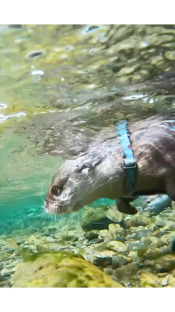 カワウソ コタロー&ハナのインスタグラム：「Kotaro and Hana having fun swimming in the river! 川を楽しむコタハナドルフィンズ🐬 . . . #otter #otters #cute #pet #animal ‪#カワウソ #コツメカワウソ #動物 #ペット #カワウソコタロー #カワウソハナ #コタロー #かわいい #かわうそ #river #수달 #귀여워 #水獺 #loutre #lontra #lutra #выдра #nutria#otterlove #kotarotheotter #otterkotaro」