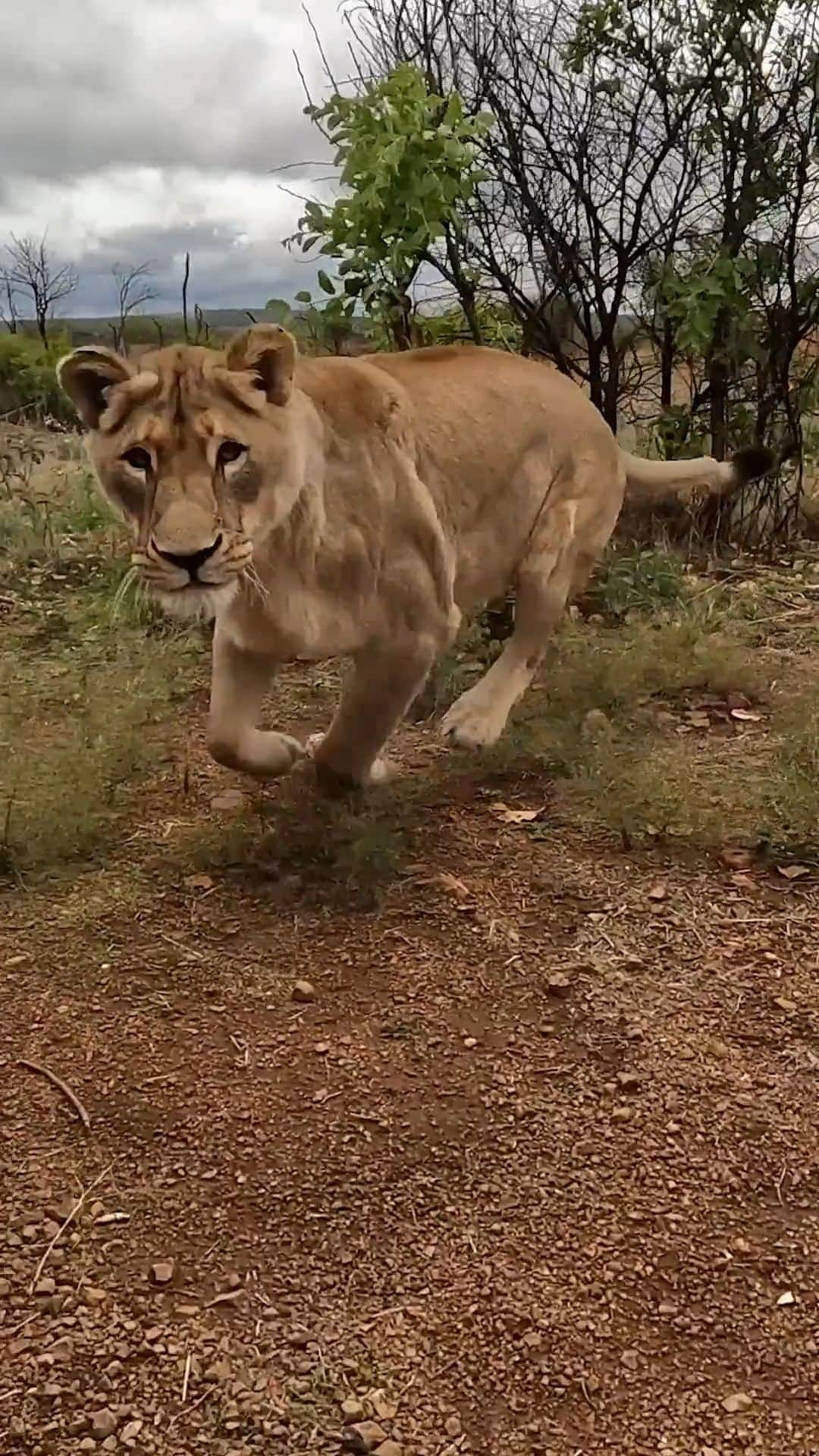 Kevin Richardson LionWhisperer のインスタグラム：「How Do Lions Say Hello?   #lion #love」