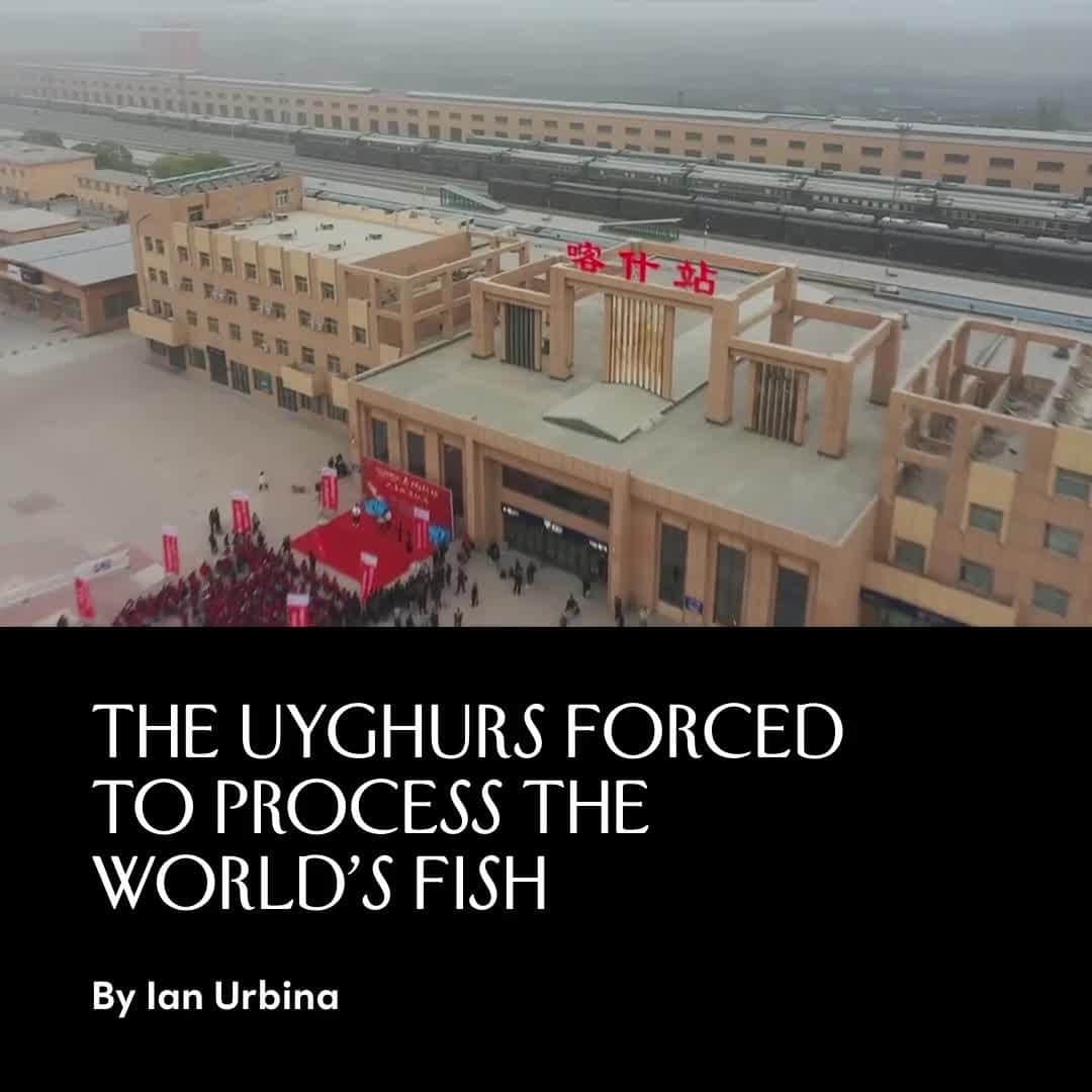 The New Yorkerのインスタグラム：「More than half the population of Xinjiang, a landlocked region in northwestern China, is made up of minorities, most of them Uyghur. The government has placed millions of Uyghurs in “reëducation” camps and detention facilities, where they have been subjected to torture, beatings, and forced sterilization. The U.S. government has described the country’s actions in Xinjiang as a form of genocide, and in 2021, Congress passed the Uyghur Forced Labor Prevention Act, which declared that all goods produced “wholly or in part” by workers in Xinjiang or by ethnic minorities from the region should be presumed to have involved state-imposed forced labor, and are therefore banned from entering the U.S. The law had a major impact, resulting in the detention of more than a billion dollars’ worth of goods—but, until now, the seafood industry has largely escaped notice.  Under a vast labor-transfer program, the Chinese state forcibly sends Uyghurs to work in industries across the country, including processing seafood. @ian_urbina found that at least 10 large seafood companies in China have used more than 1,000 Uyghur workers since 2018. During that time, those companies shipped more than 47,000 tons of seafood—including cod, pollock, shrimp, salmon, and crab—to the U.S. At the link in our bio, read about the system of forced Uyghur labor behind the fish that much of the world eats. Video from Kashgar Integrated Media Center.」