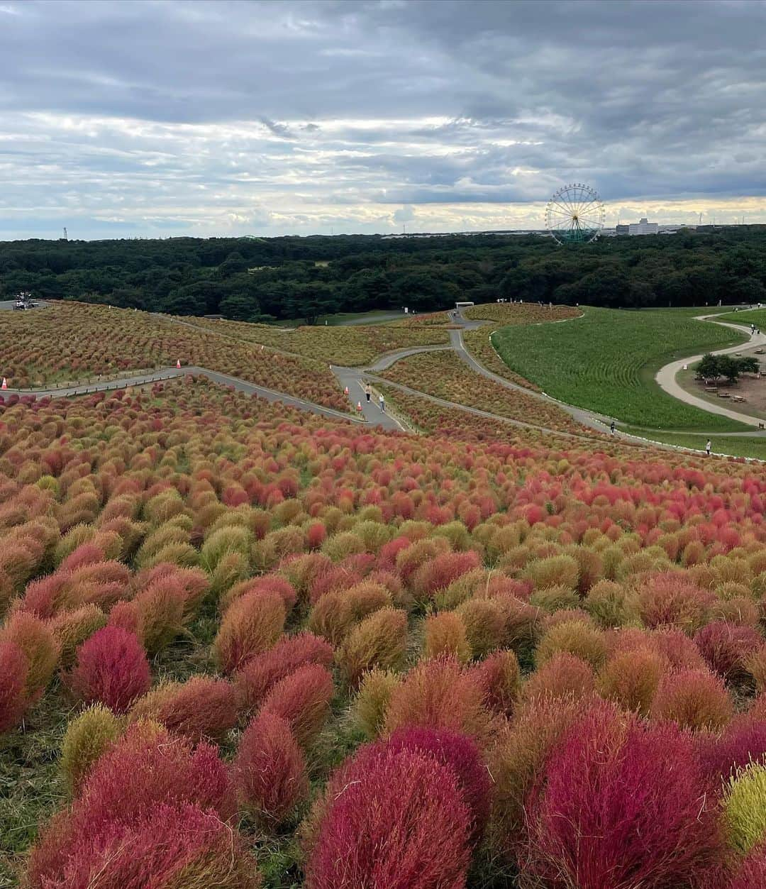 小高サラさんのインスタグラム写真 - (小高サラInstagram)「秋🍁🌰🍠」10月10日 21時32分 - sara_odaka_official