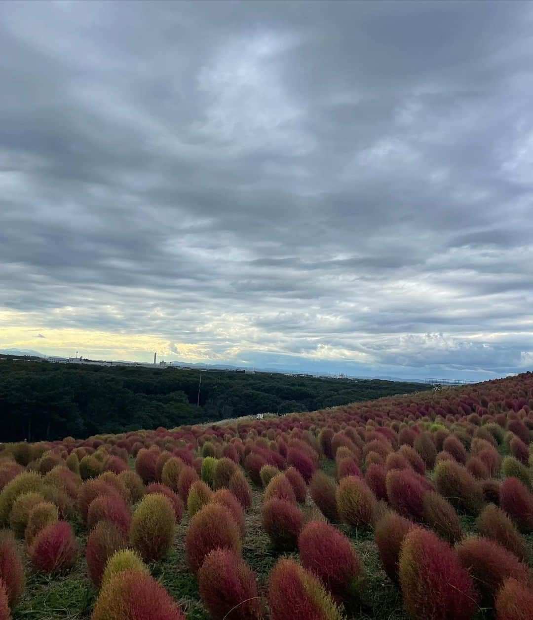 小高サラさんのインスタグラム写真 - (小高サラInstagram)「秋🍁🌰🍠」10月10日 21時32分 - sara_odaka_official