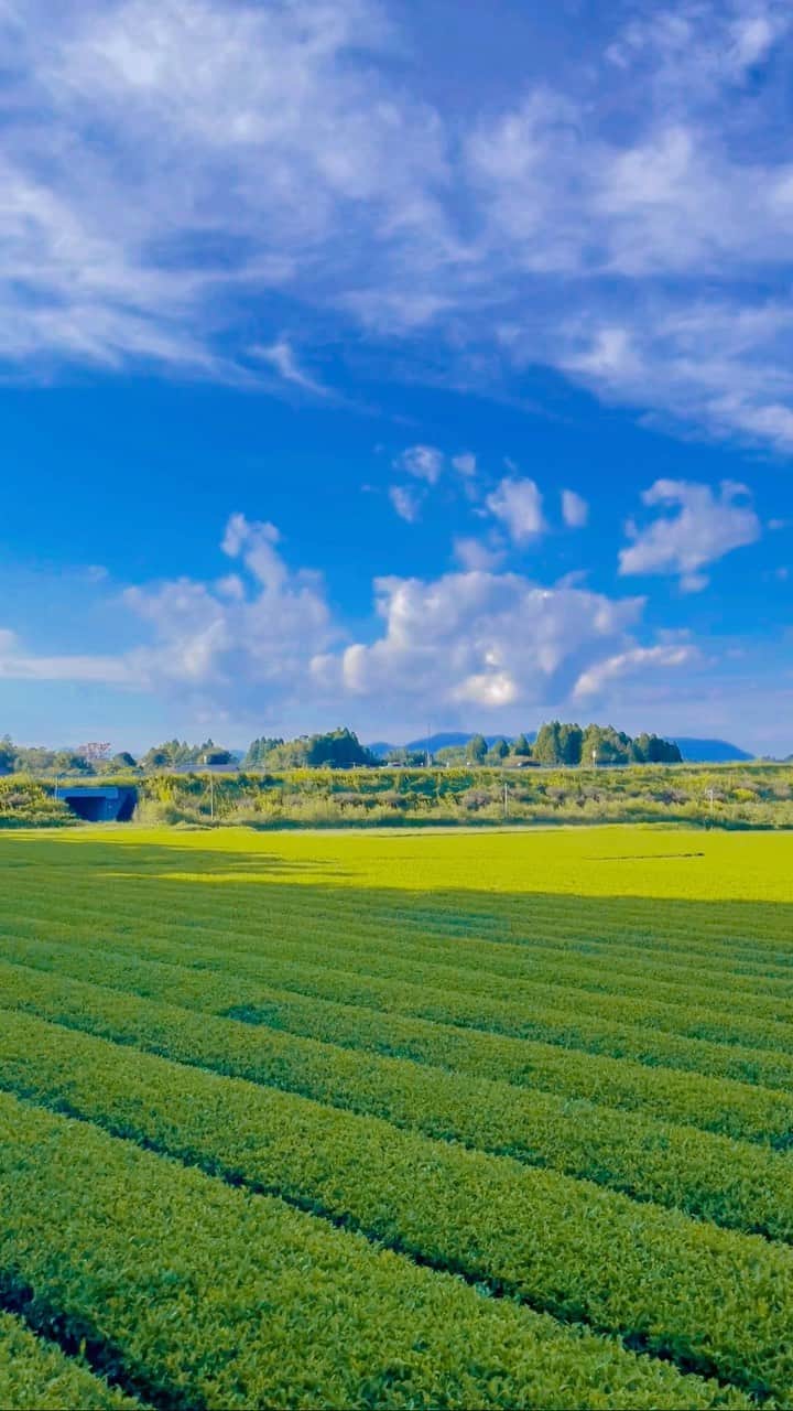 フェニックス・シーガイア・リゾートのグルメインスタ