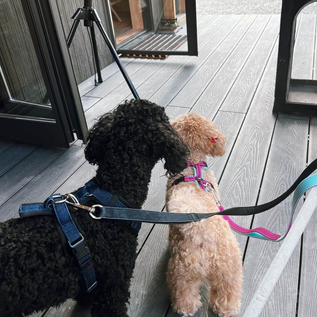 浪花ほのかさんのインスタグラム写真 - (浪花ほのかInstagram)「Ground ROCK CASTLE🐶💗 ここずーーっと行きたかった場所🌱 自然がいっぱいで、 犬への環境がすごくいいんです！ ドックランも広くて綺麗で 犬と一緒に行けるカフェもあって 犬と一緒に山登りができるスポットもあって、少し外れたら、パワースポットも！！🔆🔆  ここだけで1日遊べる🦴 一日中遊んだから流石に疲れてるかなって思ったけど、まだまだ家で大暴れでした🥶笑」10月10日 20時11分 - hnoa_z