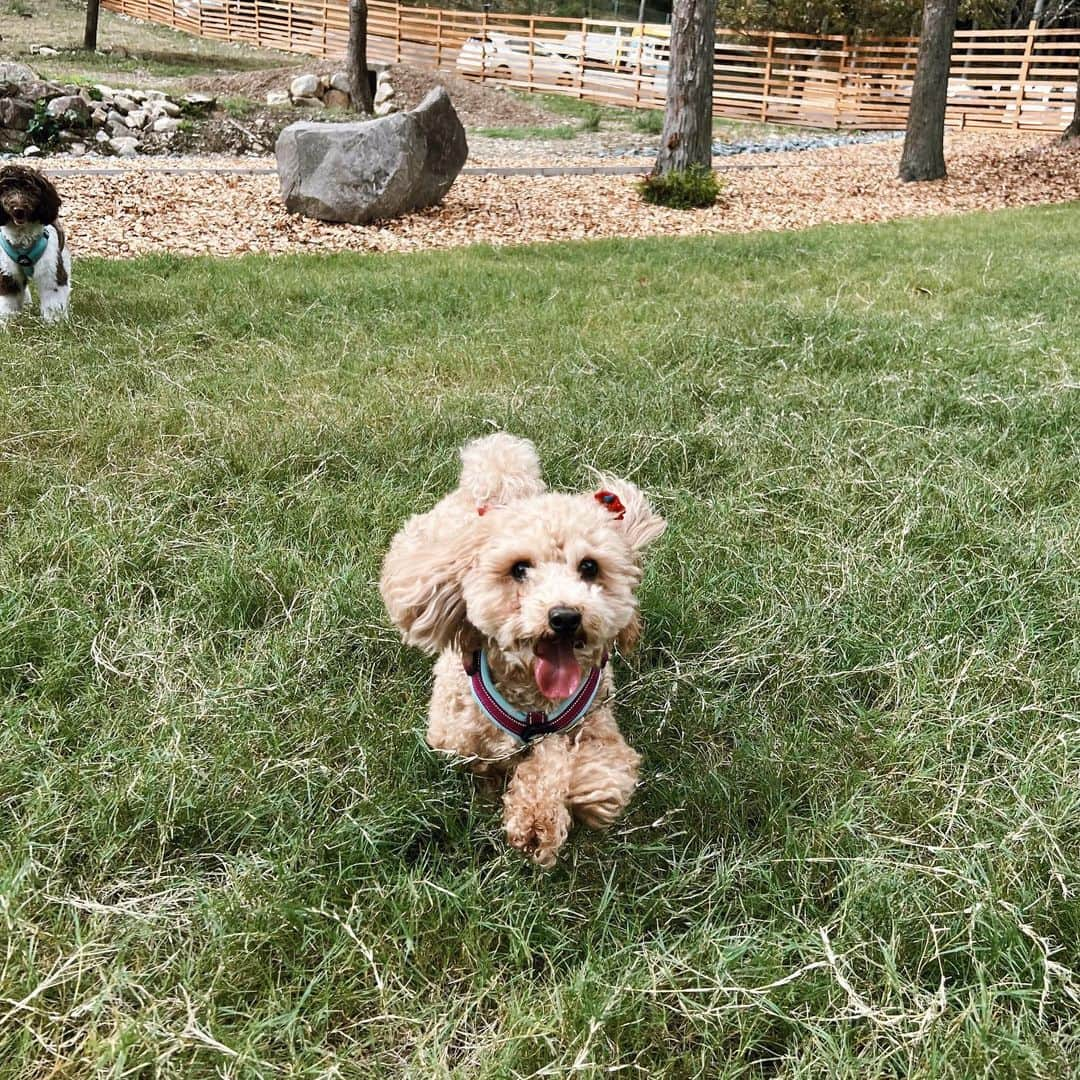 浪花ほのかさんのインスタグラム写真 - (浪花ほのかInstagram)「Ground ROCK CASTLE🐶💗 ここずーーっと行きたかった場所🌱 自然がいっぱいで、 犬への環境がすごくいいんです！ ドックランも広くて綺麗で 犬と一緒に行けるカフェもあって 犬と一緒に山登りができるスポットもあって、少し外れたら、パワースポットも！！🔆🔆  ここだけで1日遊べる🦴 一日中遊んだから流石に疲れてるかなって思ったけど、まだまだ家で大暴れでした🥶笑」10月10日 20時11分 - hnoa_z