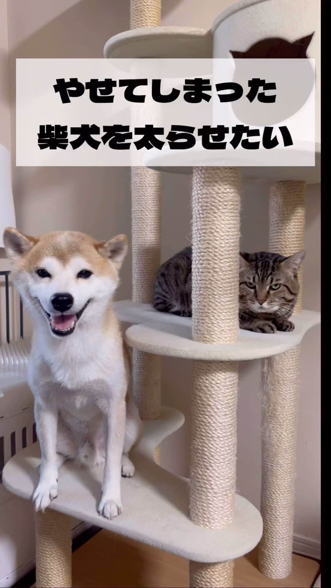 ゆうとろ（柴犬ゆうと猫のとろ）のインスタグラム：「動画の最後のビフォーアフターにびっくり！  換毛期でエネルギーをたくさん使って痩せてしまった、ゆう。獣医さんに１か月間ゴハン増やしてあげてと言われて、1か月経ちました。 デブエット、無事成功✌️ 柴犬ゆう、猫のとろ  #デブエット  #柴犬部  #shibastagram  #多頭飼いの幸せ  #犬と猫どっちも飼ってると毎日たのしい」