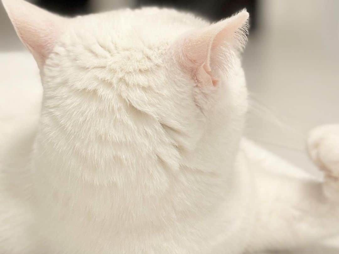 新原泰佑さんのインスタグラム写真 - (新原泰佑Instagram)「今日はうちの可愛い猫｢白滝｣の誕生日なんです🎂  相変わらず可愛いです 世界一可愛いです 親バカです。笑  長生きしてな☺️」10月10日 20時14分 - taisukeniihara.official