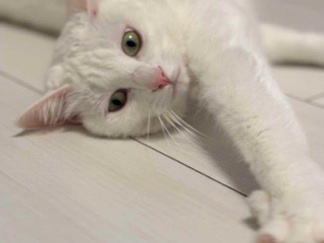 新原泰佑さんのインスタグラム写真 - (新原泰佑Instagram)「今日はうちの可愛い猫｢白滝｣の誕生日なんです🎂  相変わらず可愛いです 世界一可愛いです 親バカです。笑  長生きしてな☺️」10月10日 20時14分 - taisukeniihara.official