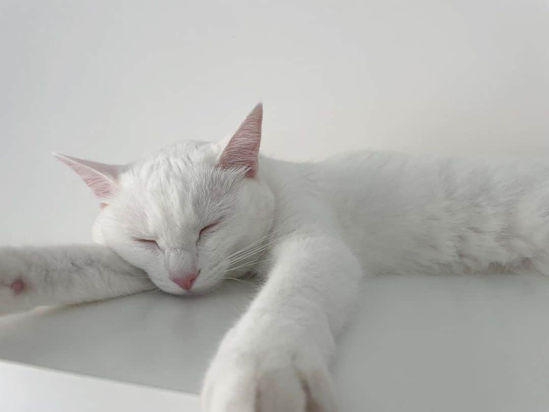 新原泰佑のインスタグラム：「今日はうちの可愛い猫｢白滝｣の誕生日なんです🎂  相変わらず可愛いです 世界一可愛いです 親バカです。笑  長生きしてな☺️」