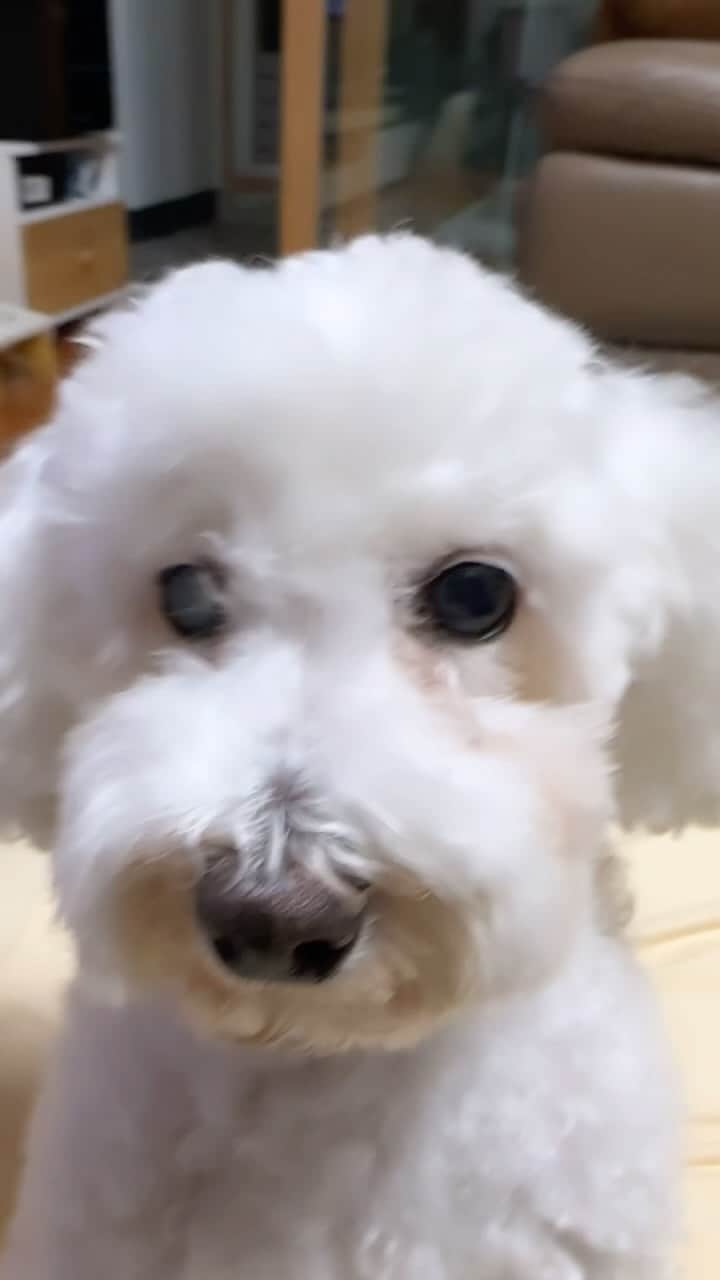 ペク・アヨンのインスタグラム：「아니 이 언니가 오랜만에 와서 왜이래,,;; - 베리🫨 #뽀삐뽀삐뽀뽀삐뽀🎵」