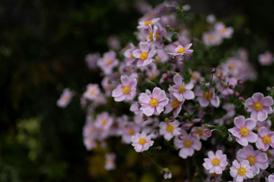 Naomiさんのインスタグラム写真 - (NaomiInstagram)「秋明菊、満開です。  #nao1223garden」10月10日 20時18分 - nao1223