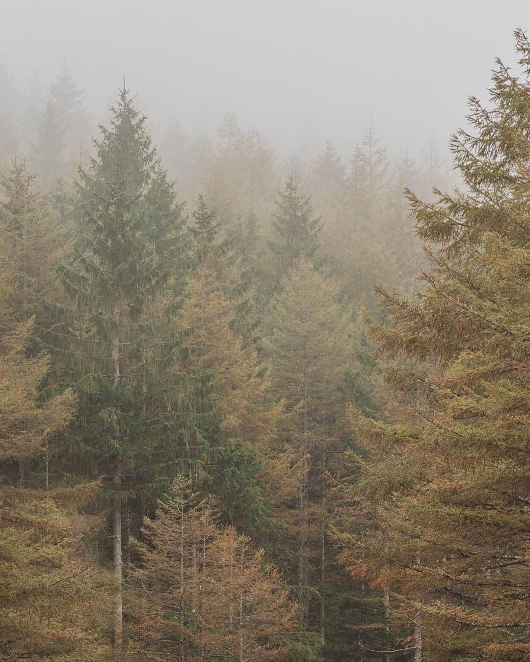 Nanaのインスタグラム：「foggy pine forest ずっとこんな風景が撮りたくて、やっと出会えた。  #sonya7iv #foggyforest #morningfog #splendid_woodlands #mistymorning #moody_nature #beautifulmoments #folkscenery #霧 #霧の森」