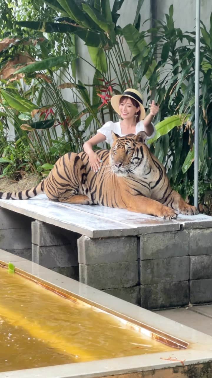 のインスタグラム：「This is my pet🐅💖  もしかして私飼ってるの？ってくらい虎のことが怖くなかったし触れ合えて幸せすぎた🌈 それにしてもりおの声とツッコミが面白すぎる🤣🤣🤣  #thailand #タイ #タイ旅行 #bangkok #バンコク #トラ #虎 #tiger #trip #fyp #travel #traveltheworld #🐅 #🇹🇭」