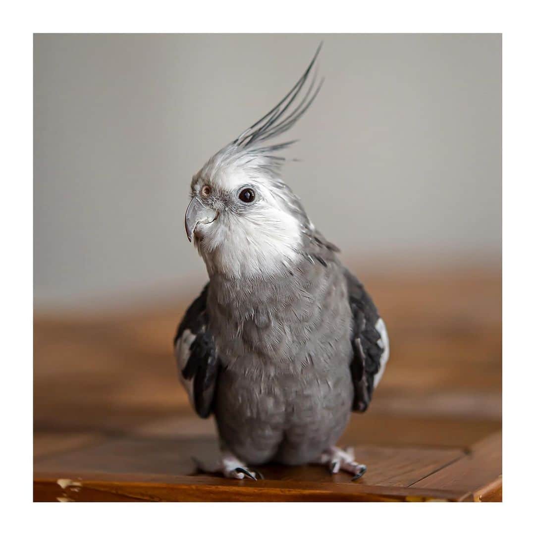 のインスタグラム：「best photo  http://www.ryoichisakai.com  #オカメインコ #ゆらちゃん  ©︎ryoichisakai」