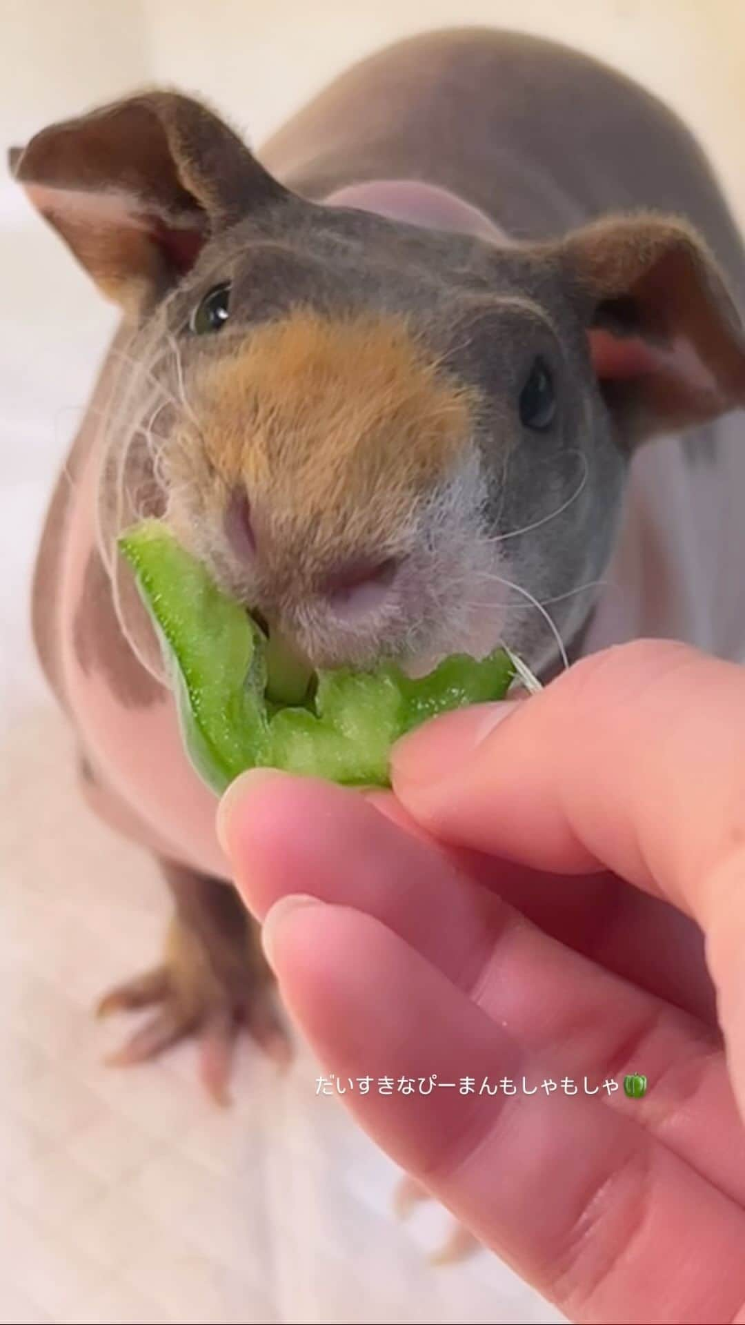 赤荻百華のインスタグラム