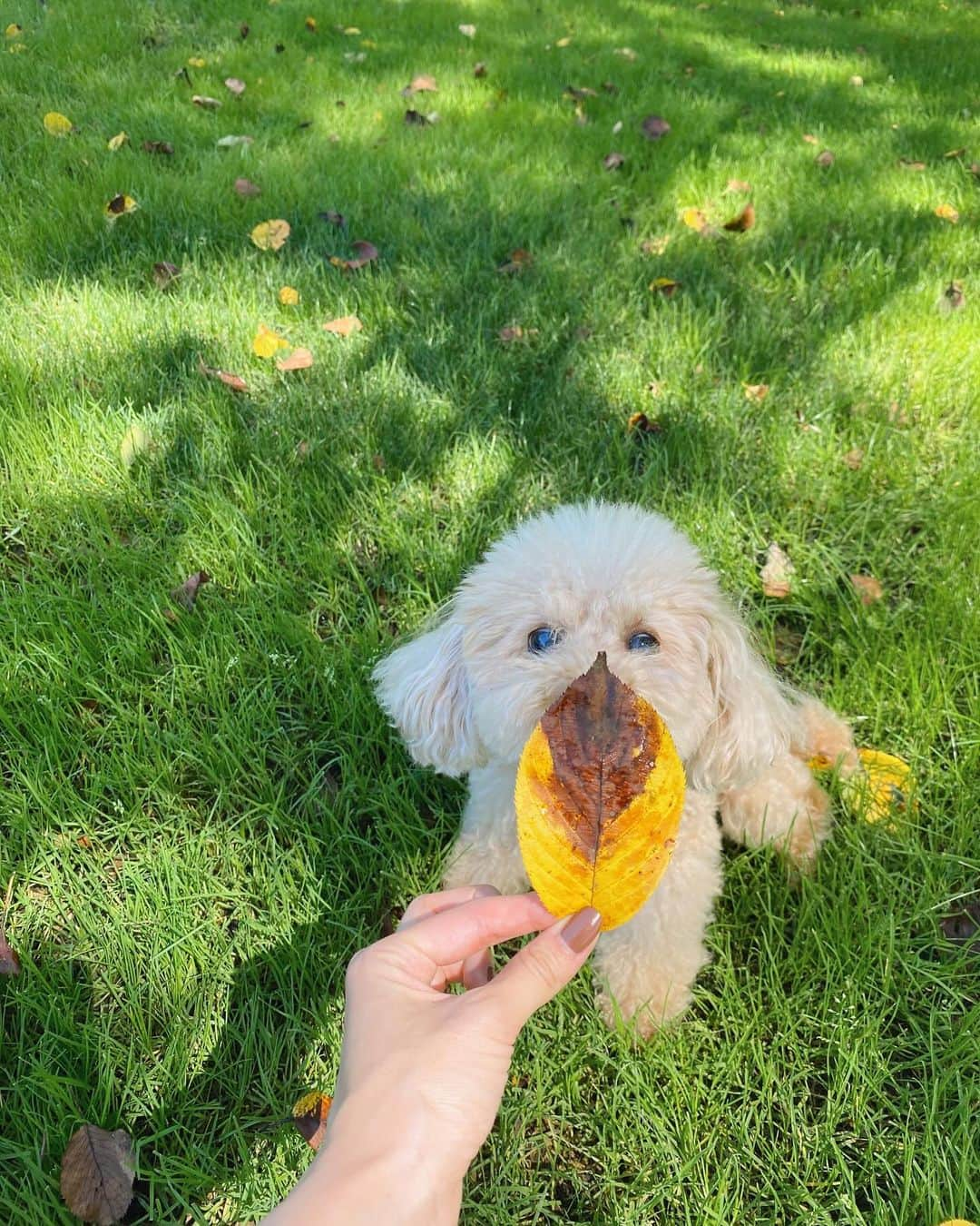 mikicoco00さんのインスタグラム写真 - (mikicoco00Instagram)「・ みんな良い顔してた♡ 楽しすぎた休日🤭🐶🐶🍁　 ・ 甘すぎず、濃厚で とっても美味しかったチーズケーキ！ また行こう〜♪食欲の秋ですね😋🍠    #あんめるさん#食欲の秋ですね#cafe  #犬とおでかけ#山梨カフェ」10月10日 20時47分 - mikicoco00