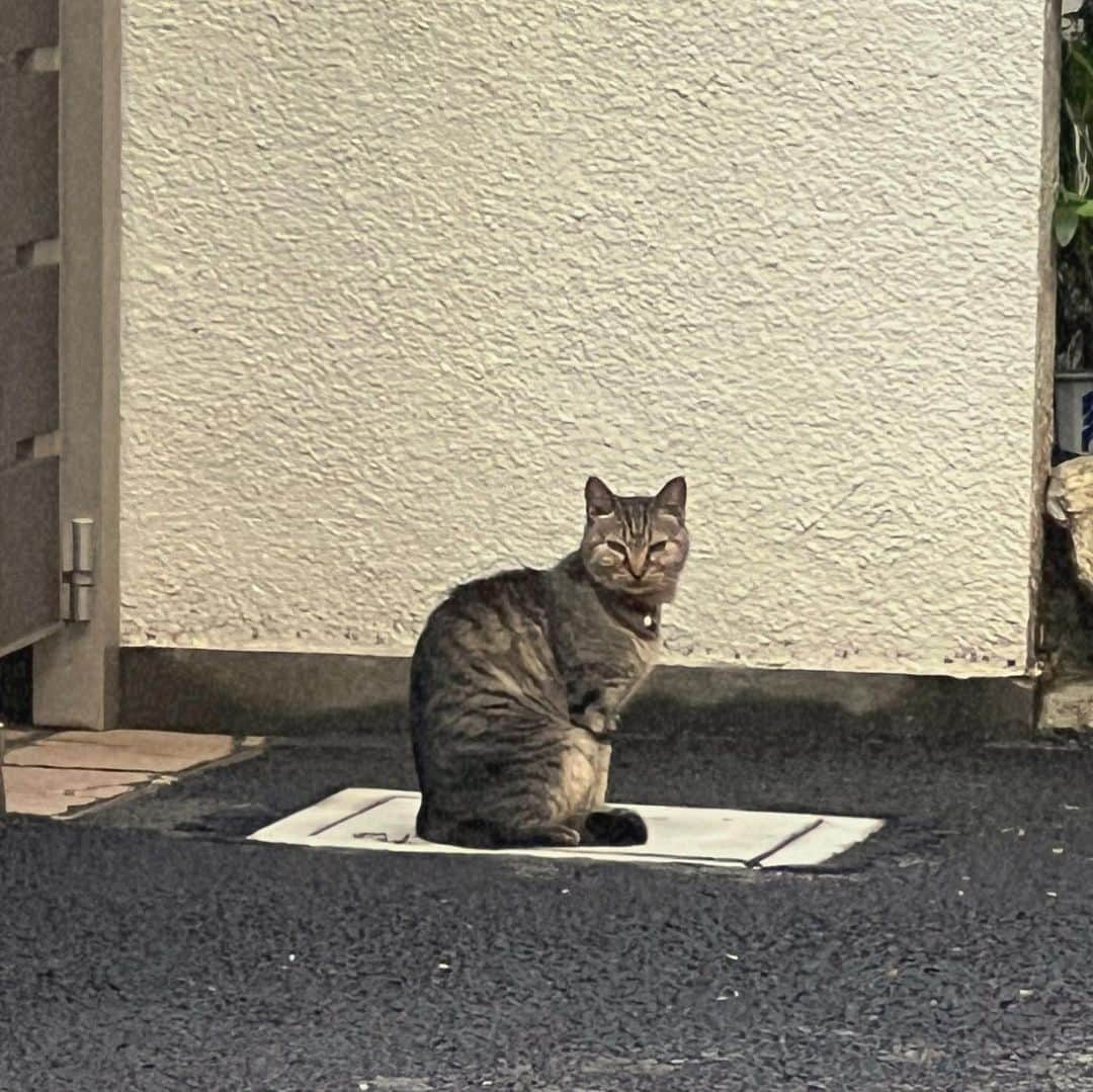 キム・ドユンさんのインスタグラム写真 - (キム・ドユンInstagram)「猫ちゃんにすごく見られたにょ🐈  Jacket #anderssonbell  Inner #cos  Denim #nobrand  Shoes #bottegaveneta  Bag #prada   #今日のコーデ #ootdfashion #ootd #秋コーデ #가을코디 #자켓코디 #ジャケットコーデ」10月10日 21時00分 - hociakari