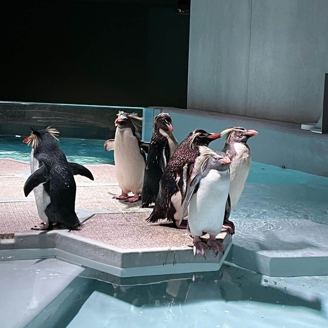 中川珠里さんのインスタグラム写真 - (中川珠里Instagram)「狸小路に水族館出来てたの知らなかった！ペンギンいちばんすき！🐧   #北海道  #aoao  #shein」10月10日 20時52分 - juri_nakagawa1