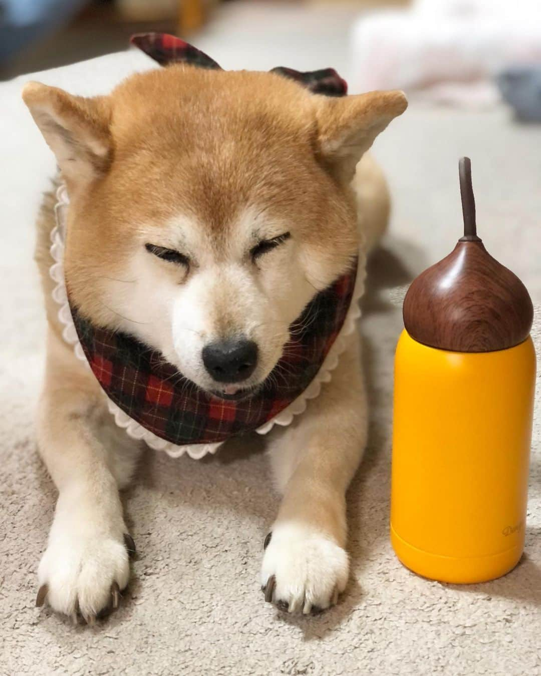 くるみのインスタグラム：「フードジプシー🍚のせいか 季節の変わり目なせいか、 食欲不振&嘔吐のドナさん🐻‍❄️  みなわんも、飼い主わんも、 暖かくして、暖かいもの食べて ゆっくりしようね🐻  . #とりあえず絶食 #明日またごはん食べようね」