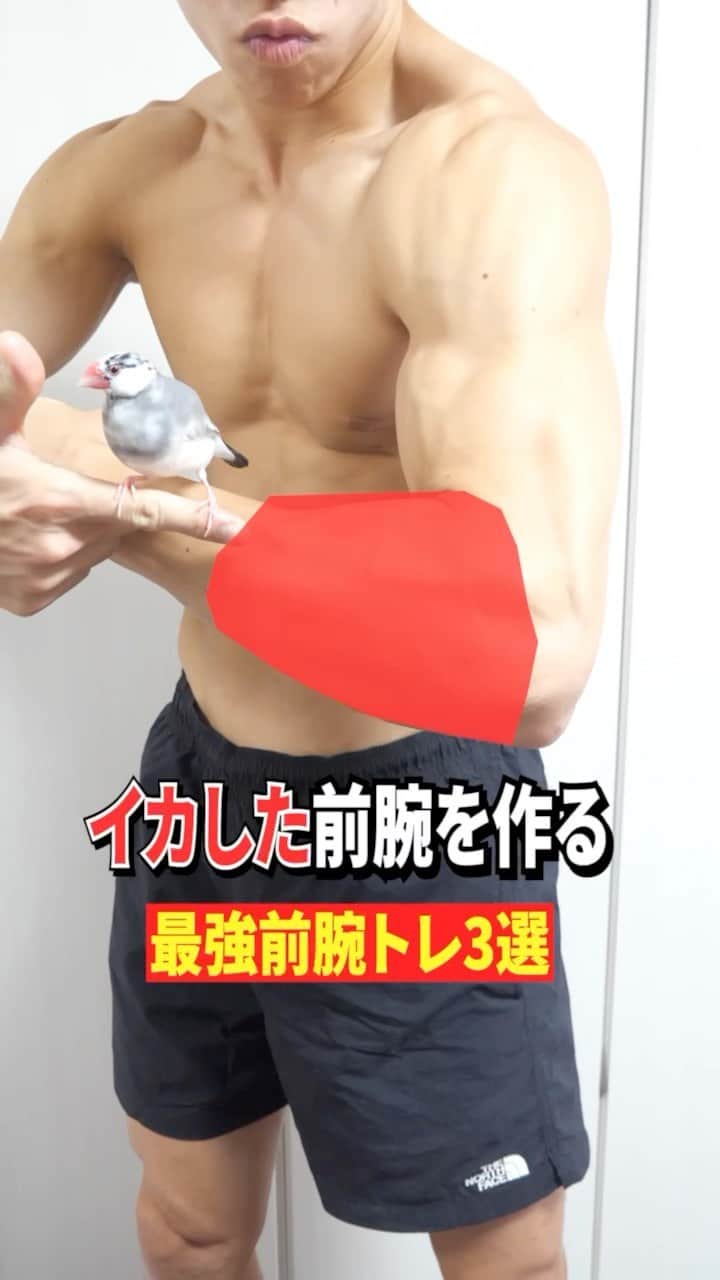 のインスタグラム：「イカした前腕を作る　前腕トレ3選💪🐤　withおぴよ forearm workout💪🐤  #forearm #forearmworkout  #前腕　#前腕トレ　#筋肉　#腹筋　#abs #腕トレ　#armworkout」