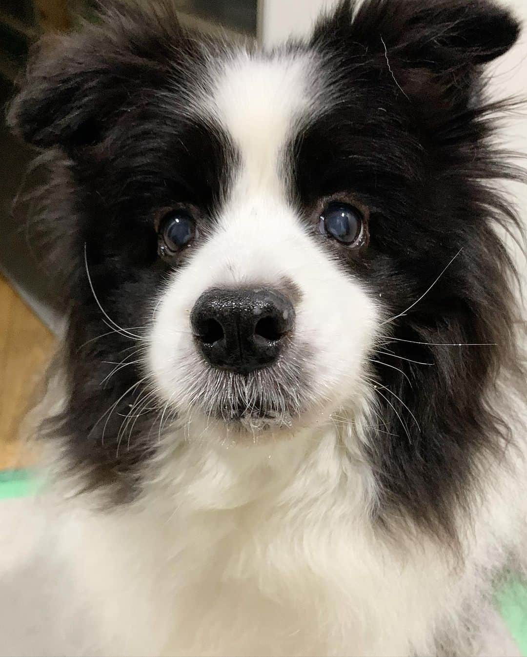 犬バカ部宣伝部長のインスタグラム：「キャプションそらちゃん🤣 そのヒゲ直らんねぇ🤣⤴︎ アンテナ？気分アゲアゲ？ってこと？🤣 ⁡ #犬バカ部 #bordercollie #ボーダーコリー #dog #犬 #白黒 #そら #ふにゃボダ部 #ボダ娘 #ヒゲアゲアゲを入力…」