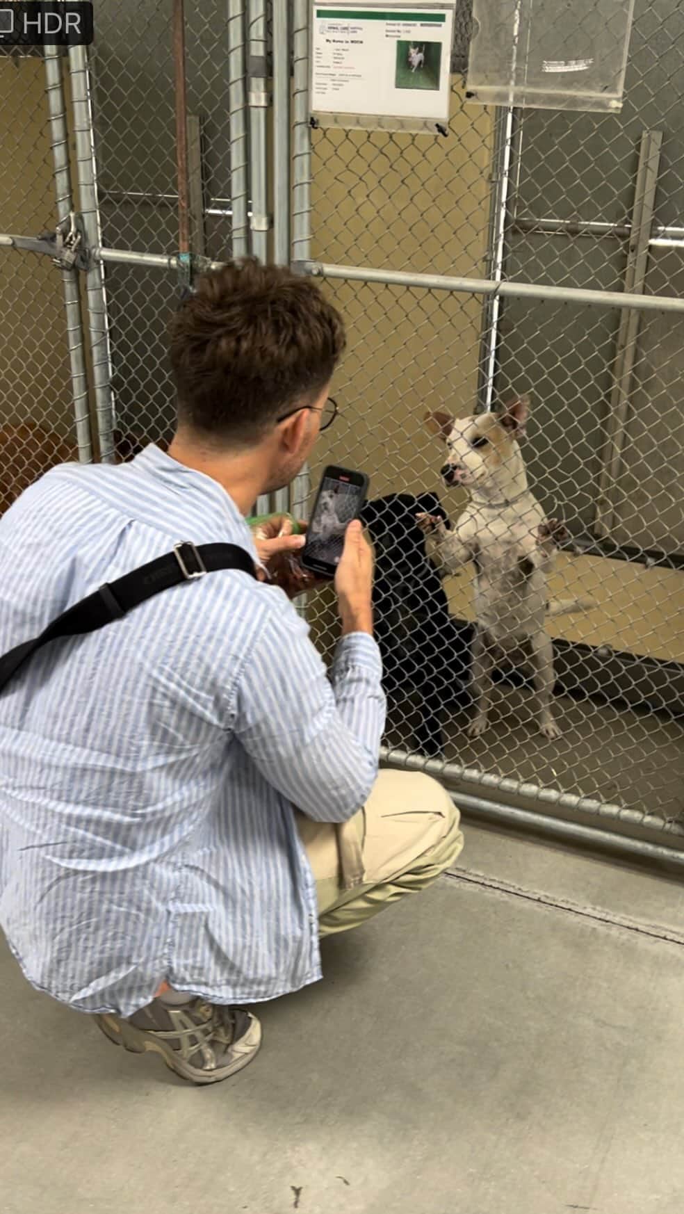 ブラッド・ゴレスキーのインスタグラム：「Volunteers bring love • hope • comfort and kindness. Please consider signing up to help at your local shelter. If you’re not quite ready for that yet, reach out to local rescue groups who are always in need of volunteers to help with the dogs safe in their care.   Grateful @bradgoreski to get to spend time with you and show off all of my sweet little friends (who fell INSTANTLY in love you with you, as usual).   Share this video to share the love and spread the word about shelter dogs in need. Drop a ❤️ if you’re inspired to go get some pure unconditional LOVE!   #A5581813 #A5582498 #A5580767 #A5586353 #A557123 #A5586871 #seenequalssaved #sheltervolunteer」