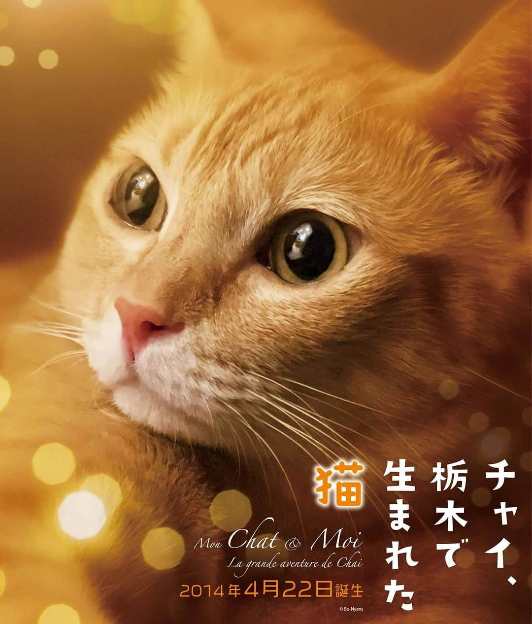 田中要次のインスタグラム：「本日はチャイ主演映画？『チャイ、栃木で生まれた猫』です！ 映画『ルー、パリで生まれた猫』の感想コメントキャンペーンで”あなたの大切なネコ”のポスターを作って貰えるチャンスが あるよっ！10/31まで！ #ルーパリで生まれた猫 #映画館でパリ猫ルー #猫Chai #Bo_nyans #猫のいる暮らし」