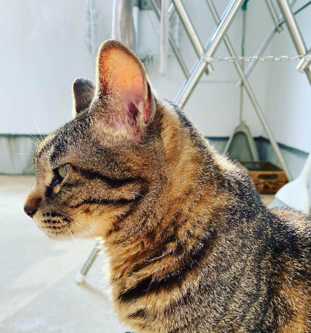 相原コージさんのインスタグラム写真 - (相原コージInstagram)「横顔。　#ねこ　#キジトラ　#横顔　#cat #catstagram」10月10日 14時20分 - kojiaihara