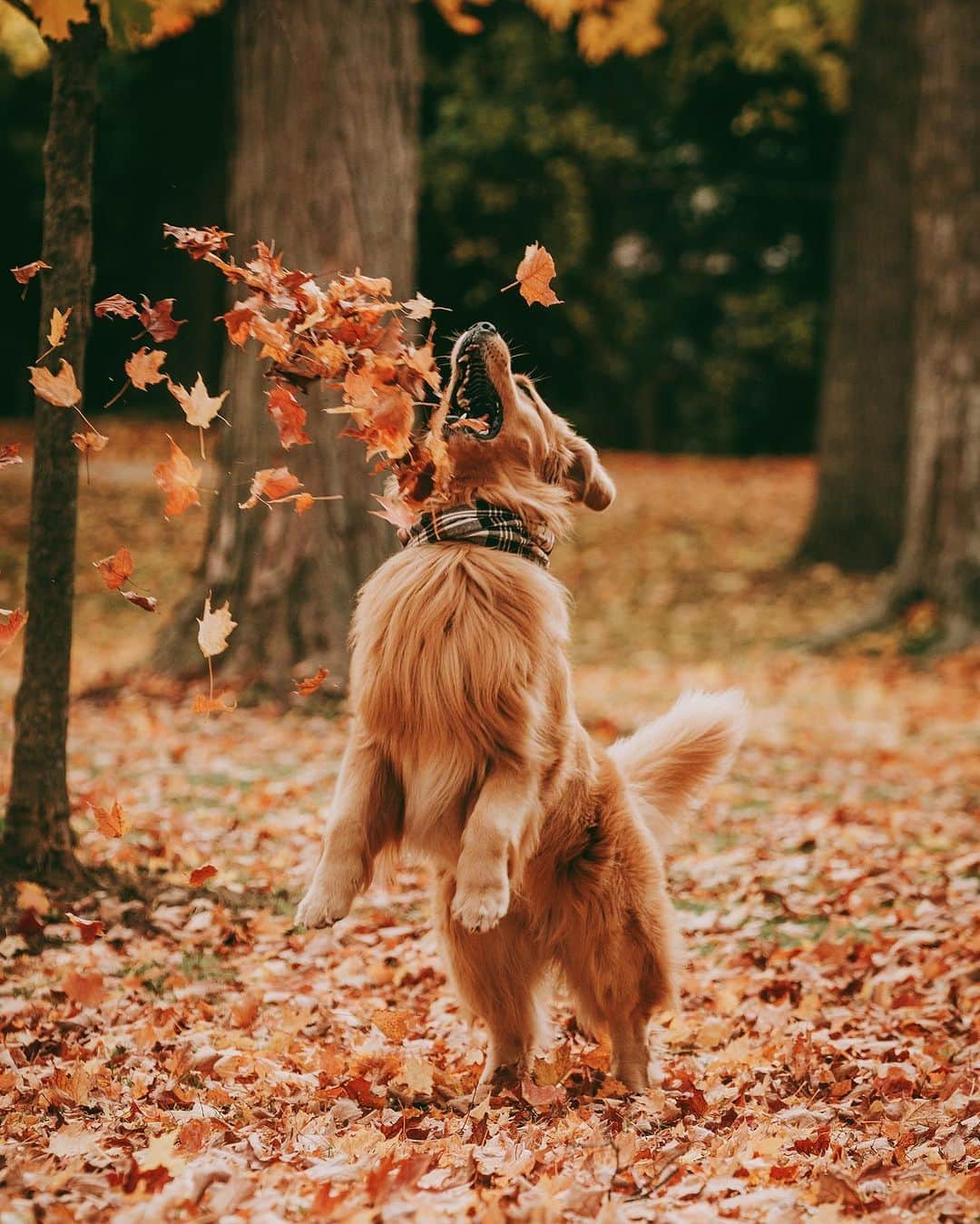 8crapさんのインスタグラム写真 - (8crapInstagram)「Just catching the fall vibes 🍂 - 📷 @jaxson_thegolden - #barked #dog #doggo #GoldenRetriever」10月10日 15時15分 - barked