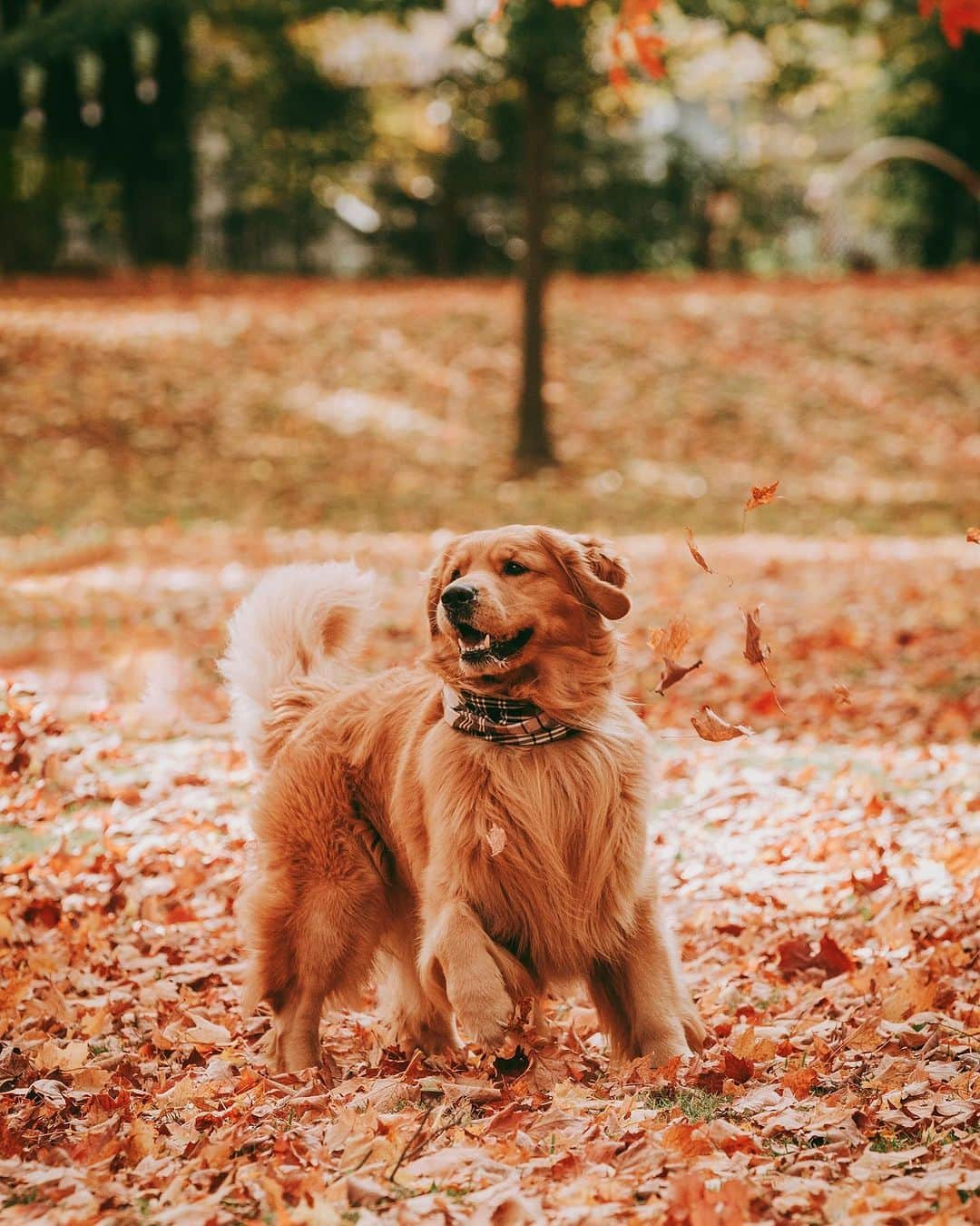 8crapさんのインスタグラム写真 - (8crapInstagram)「Just catching the fall vibes 🍂 - 📷 @jaxson_thegolden - #barked #dog #doggo #GoldenRetriever」10月10日 15時15分 - barked