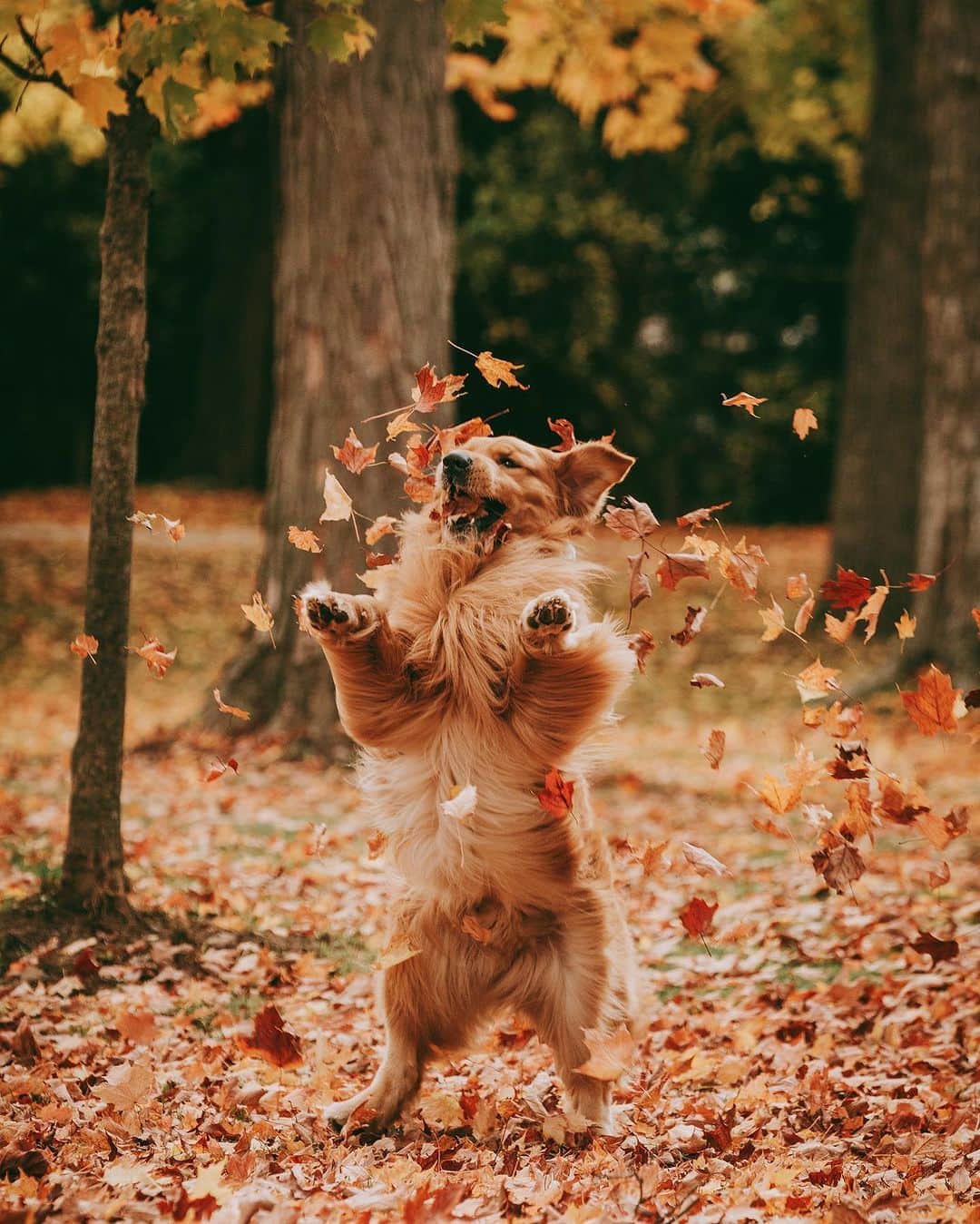8crapさんのインスタグラム写真 - (8crapInstagram)「Just catching the fall vibes 🍂 - 📷 @jaxson_thegolden - #barked #dog #doggo #GoldenRetriever」10月10日 15時15分 - barked