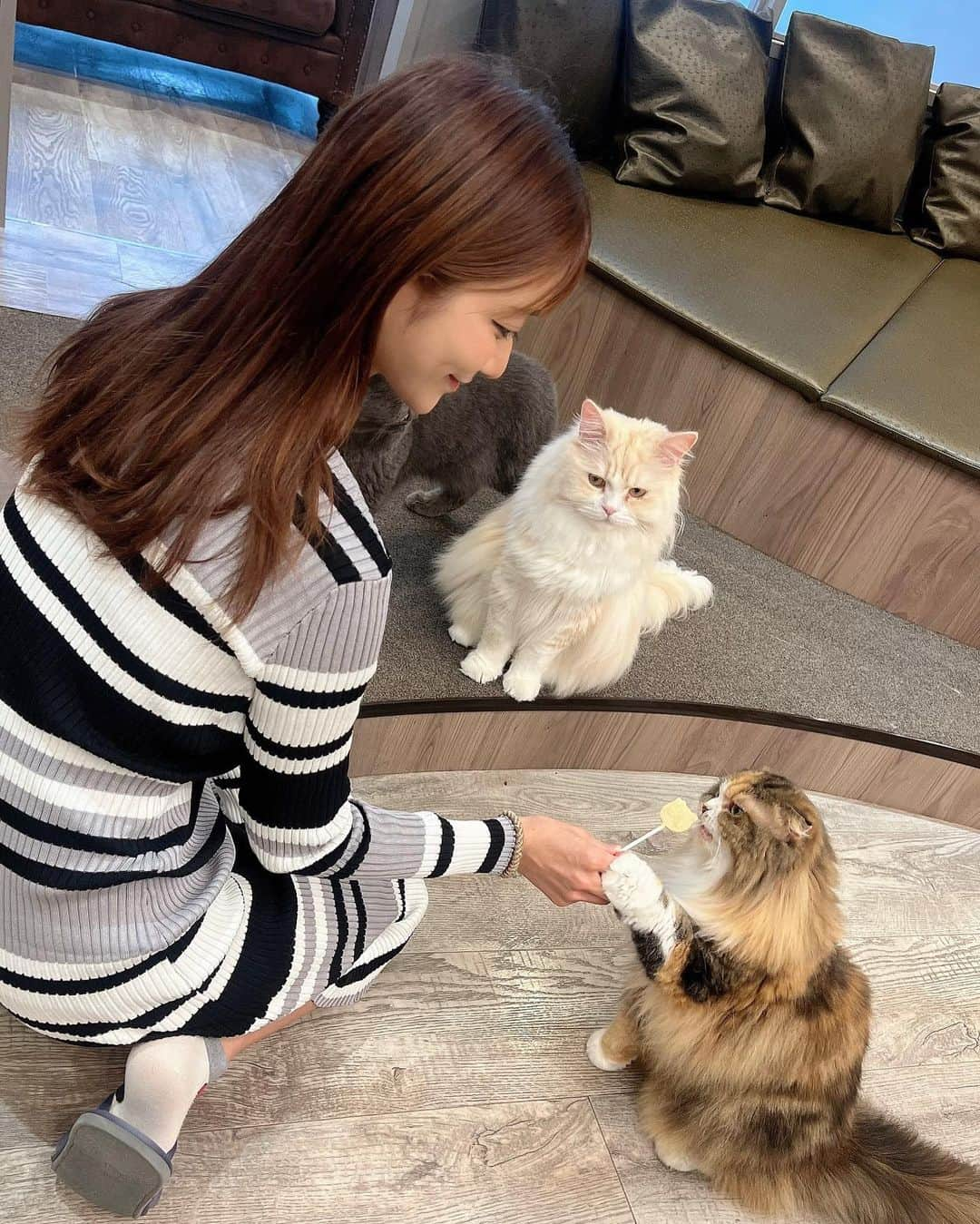 泉千尋さんのインスタグラム写真 - (泉千尋Instagram)「・  かわいい猫ちゃんたちに会いに...🐈💗  @mocha.koendori   にいってきたよ🐈💓  たくさんのかわいい猫ちゃんがいて とても癒される空間🫶🫶  キャットタワーでくつろぐ猫ちゃんを眺めたり おやつのアイスをあげたりして🍨 最高にかわいい瞬間を見ることができます✨  フリードリンク＋漫画読み放題なんだけど どちらにも目がいかず。笑  とにかくネコちゃんたちに 癒されていました🐱笑  時間たつのがあっという間だった🫢  ・ ・ ・  I went to a cat cafe in Shibuya.  There were many cats and  it was a very relaxing space.🐈☕️💓 @mocha.koendori   ・ ・ ・  #猫カフェ#猫カフェmocha #渋谷#渋谷カフェ #pr#渋谷猫カフェ#渋谷カフェ #ネコ#ネコカフェ#公園通り #ねこ#ねこすき#猫好き#マンチカン#スコティッシュフォールド #ヒマラヤン #ラグドール #ブリティッシュショートヘア #ツインテール#cat#catcafe#shibuya#tokyo#shibuyacrossing #cute #猫 #にゃんすたぐらむ #ねこすたぐらむ #ファッション #カフェ #モデル」10月10日 15時16分 - izumi.chihiro76