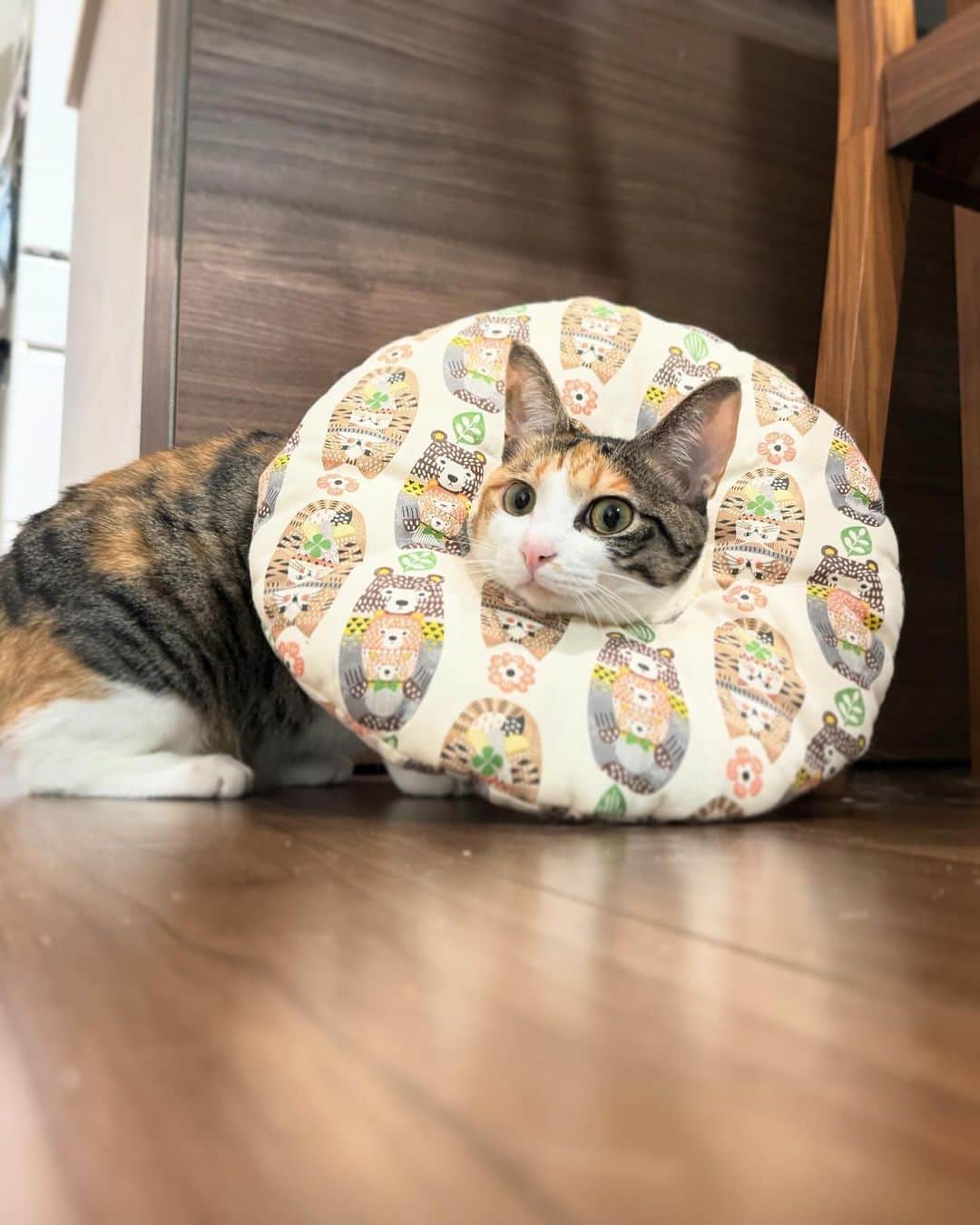 のインスタグラム：「すずちゃん、治ったはずのお腹のおハゲが倍々サイズになり、急いで🏥病院へ . ちょうど前回のおハゲの時期と粗相の時期が被ってて 「なにか」が気に入らないすずちゃんのストレスなのかなぁと思ってたんですが、 今日も先生「ストレス」って言葉言わなかった。(私も負けじと言わない)多分あの先生ストレスって言葉で片付けたくないタイプだな😅知らんけど。 . 原因を一つ一つ検査して排除するしかないみたいで、猫のアレルギー特定って本当大変みたい。検査したところでその結果から判断するのもまたむずかしいとか。 . ま、しゃあない🙂 とりあえずまた1週間様子をみて、検査結果見てそれから。 . 帰宅後は全身ツルツルになるんじゃないか！？ってくらい念入りに体をナメナメしてました😫 やっぱりこれはストレス...(ｺﾞﾆｮｺﾞﾆｮ) . .  アレルギー検査込みで14000円🥹少し前にSBI少短いきいき保険に入って良かった。後日請求で半分は返ってきます。 . . . . #vvviopwの通院記録 #meowed#9gag #猫のいる暮らし　#ねことの生活　#猫好きさんと繋がりたい#三毛猫　#保護猫#三毛猫すず#calico#猫のアレルギー#猫のハゲ#猫の脱毛」