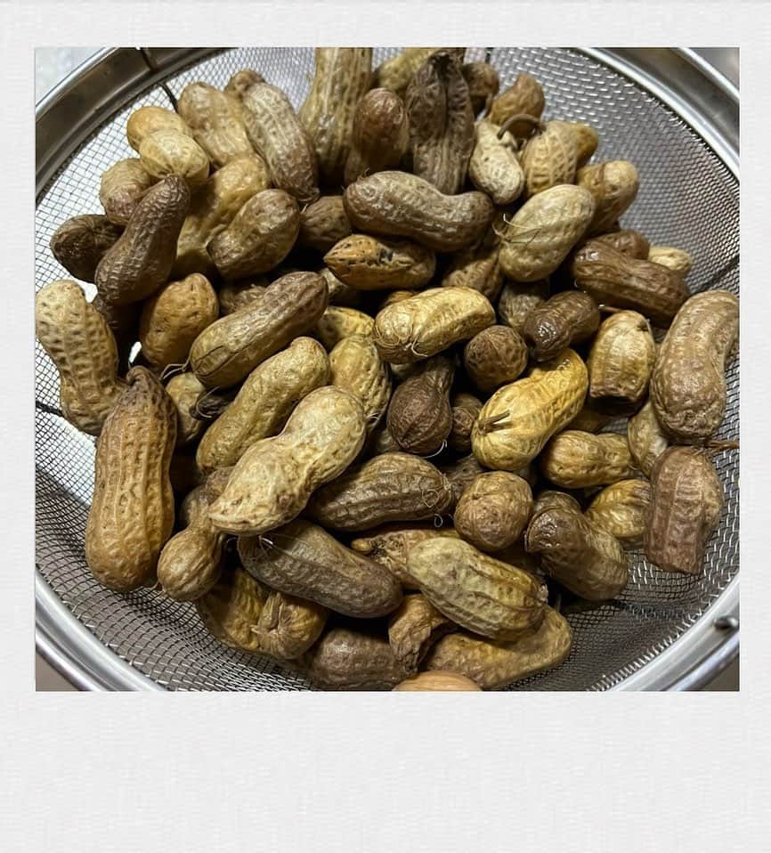 かせきさいだぁのインスタグラム：「姉が茹でた茹落花生。美味しくて止まらない❤️」