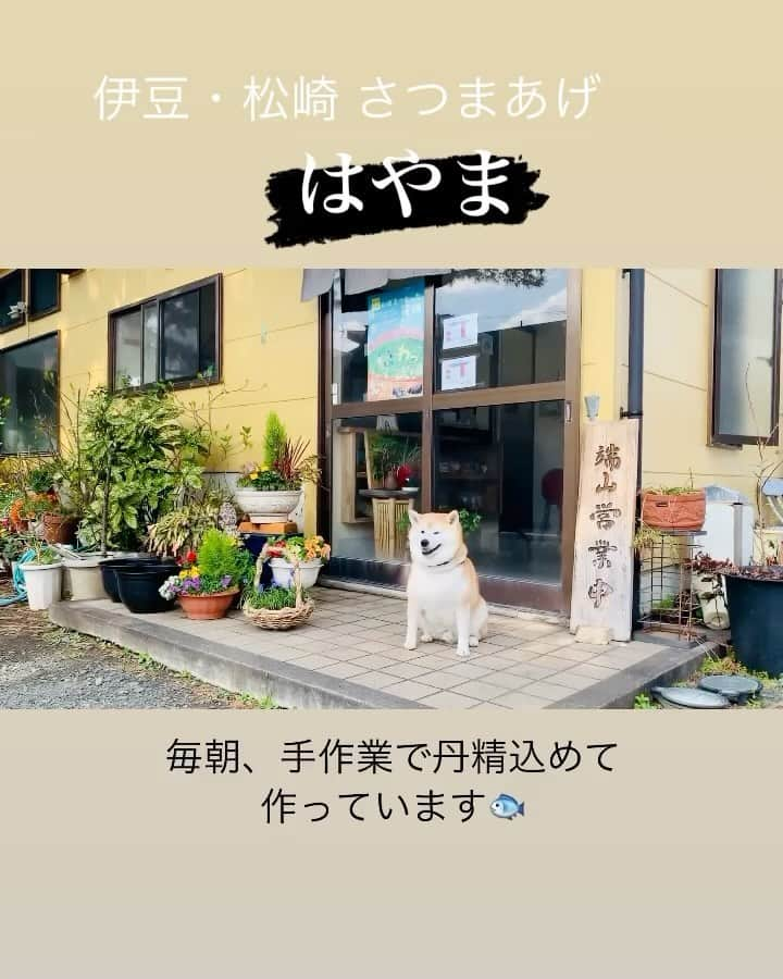 Kazumi-Gakumamaのインスタグラム：「西伊豆、松崎町に行ったら絶対に寄って欲しいお店‼︎ *  さつまあげ「はやま」✨ *  某、超有名歌手もこのさつまあげの大ファンだとの事で、私たちが訪れる前日も奥さまが買いに来たとか！ *  量産品のさつまあげのように、でんぷんを使わずに、ひとつひとつ手作業で丹精込めて作られています🤲 *  魚本来の味を最大限に生かした食感もモチモチでサイコーです👍 おでん🍢などの煮物にももちろん合いますが、私は食べ易い大きさにカットして生のまま生姜醤油で頂くのが1番好きです❤️ * * *  さつまあげ はやま 〒410-3611　  静岡県賀茂郡松崎町松崎495-111 ℡0558-43-3535 🔗https://www.at-ml.jp/72129/ 🐾----*----*----*----🐾  Satsumaage is a Japanese dish made from minced fish that is shaped and fried in oil🐟 *  Unlike mass-produced fish cakes, the fish cakes here are made individually by hand without using starch🤲 * It has the best texture that brings out the natural flavor of the fish 👍 🐾----*----*----*----🐾 #柴犬 #岳 #柴犬岳 #柴犬ガク#gaku #shibainugaku #shiba #shibainu #shibastagram #いぬすたぐらむ #pecoいぬ部 #pecotv  #dogsofinstagram #ワンフルエンサー  #hermoso #柴犬岳の #松崎町 #伊豆まつざき #伊豆まつざきたのしー  #松崎町観光協会 #静岡県 #静岡県観光協会 #静岡観光 #しずおか元気旅 #まちなか散策  #はやま #さつまあげ  #さつまあげはやま #matsuzaki #20231010」