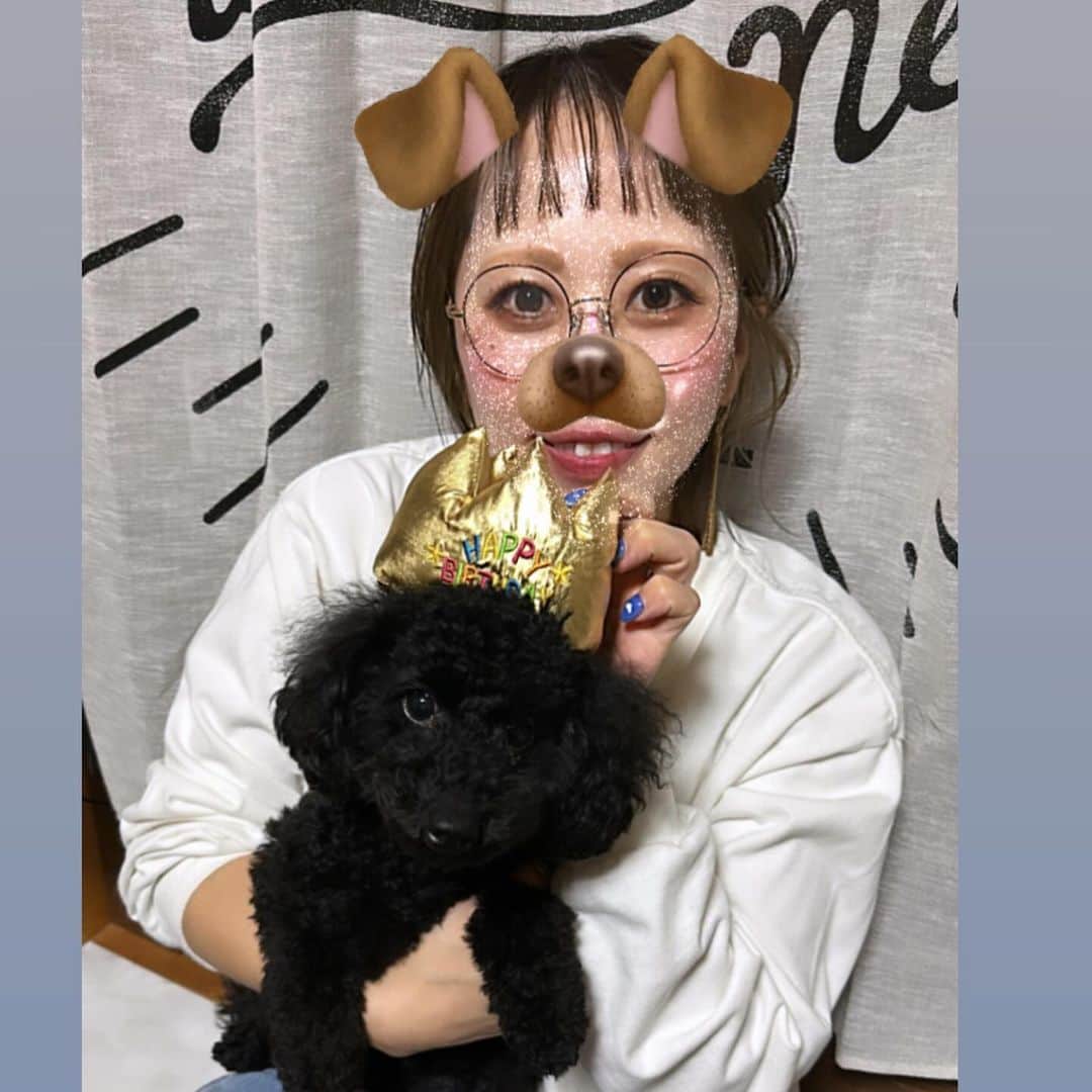 Kazukiさんのインスタグラム写真 - (KazukiInstagram)「10月5日🎂 みみたん1歳になりました💕 ・ すごくヤンチャで手のかかる女の子だけど、 りあと毎日元気いっぱいに遊んでいます🎵 ・ いつも癒しをありがとう🥰 ・ 子ども達とみみたんの好きな音のなるおもちゃとハロウィンお洋服🎃👻をプレゼント🎁✨ ・ 大好きなご飯とケーキ🎂でお祝いしました🎊 ・ 今年もいっぱい家族で遊びに行こうね〜🏕️✨🏖️ ・ #1歳になりました　#愛犬　#トイプードル　#10月生まれ　#ハロウィンお洋服　#大家族漆山家　#癒し　#大好物でお祝い　#チワワ」10月10日 16時59分 - kazuki13mama